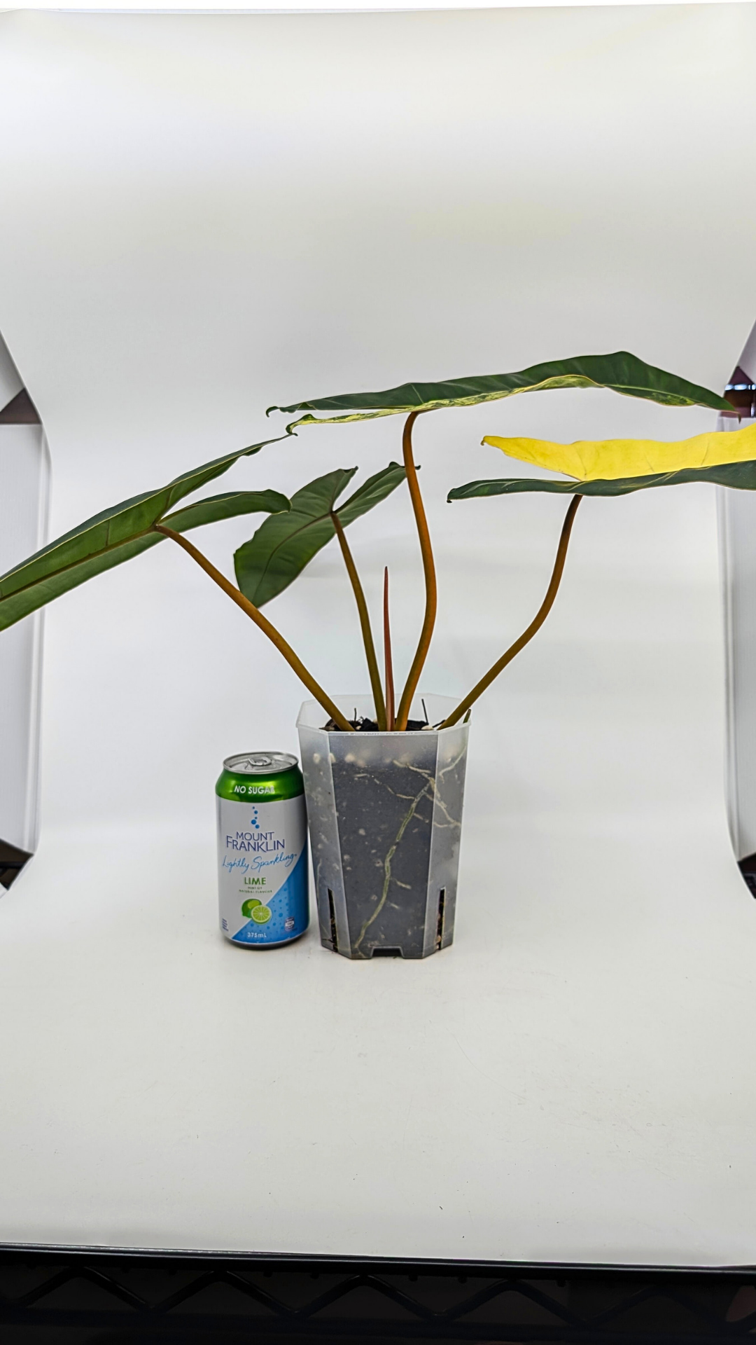 Rare indoor plant Philodendron Billietiae available for sale at rare house plant shop The Leaf Gallery in Perth, Western Australia