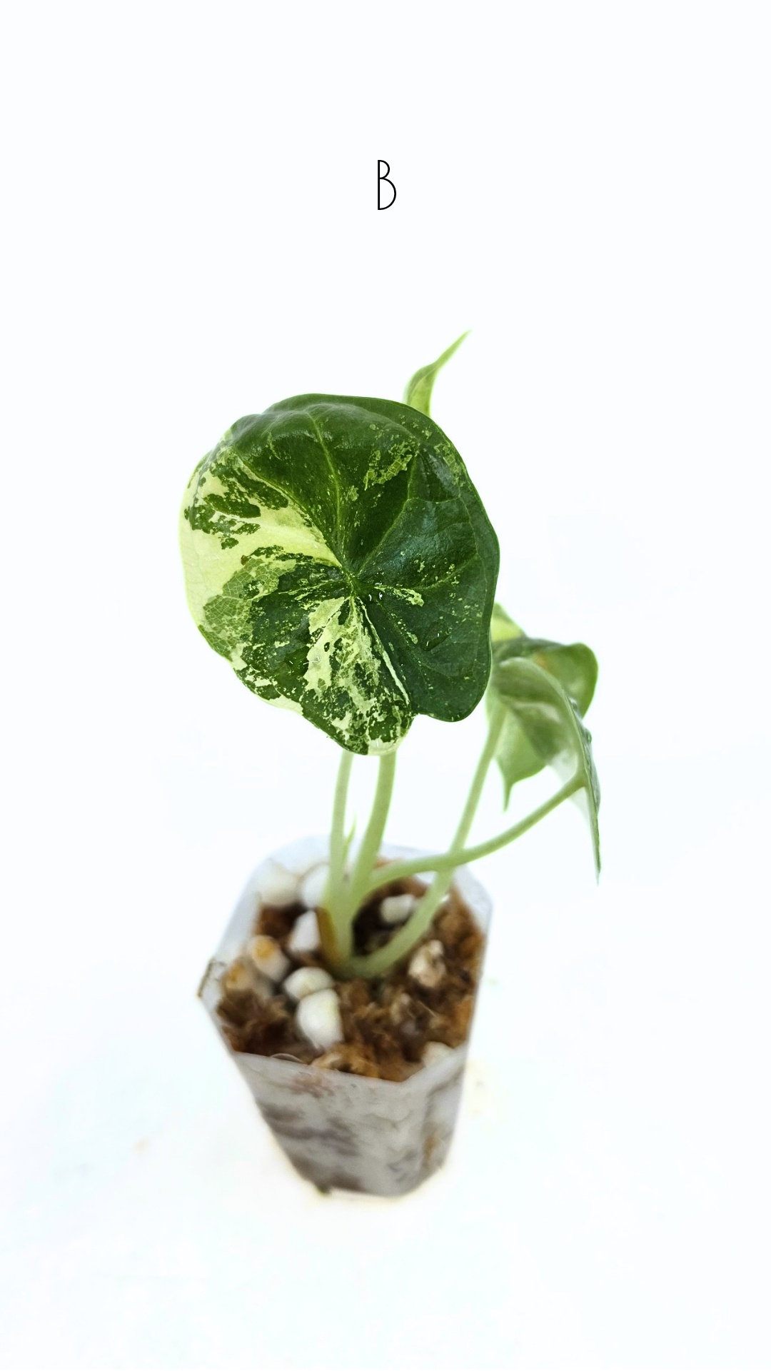 Sought after indoor plant Alocasia Dragon Scale Variegated available for sale at rare house plant shop The Leaf Gallery in Perth, Western Australia