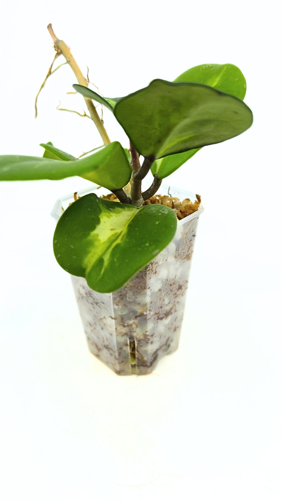 Rare waxplant Hoya Obavata Splash Variegated available for sale at rare indoor plant shop The Leaf Gallery in Perth, Western Australia