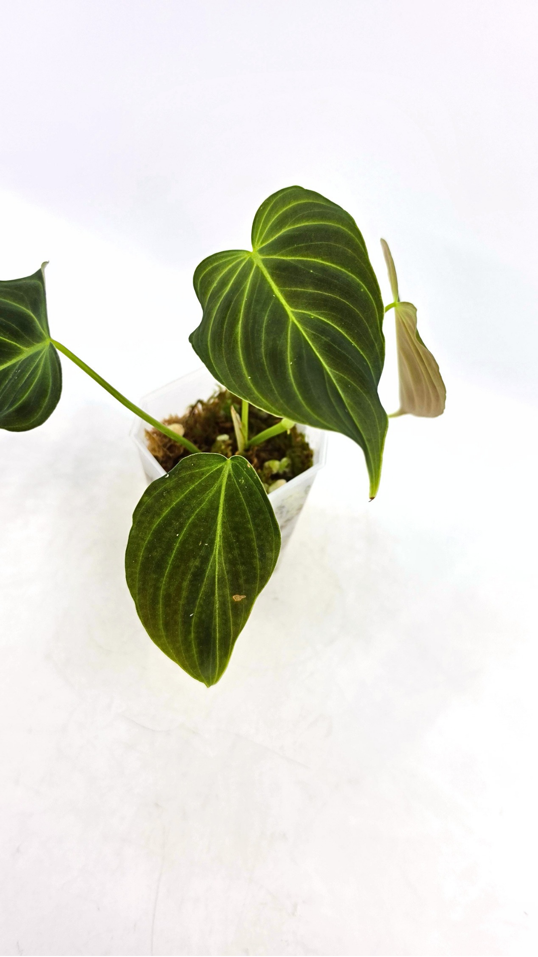 Uncommon indoor plant Philodendron Splendid available for sale at rare house plant shop The Leaf Gallery in Perth, Western Australia