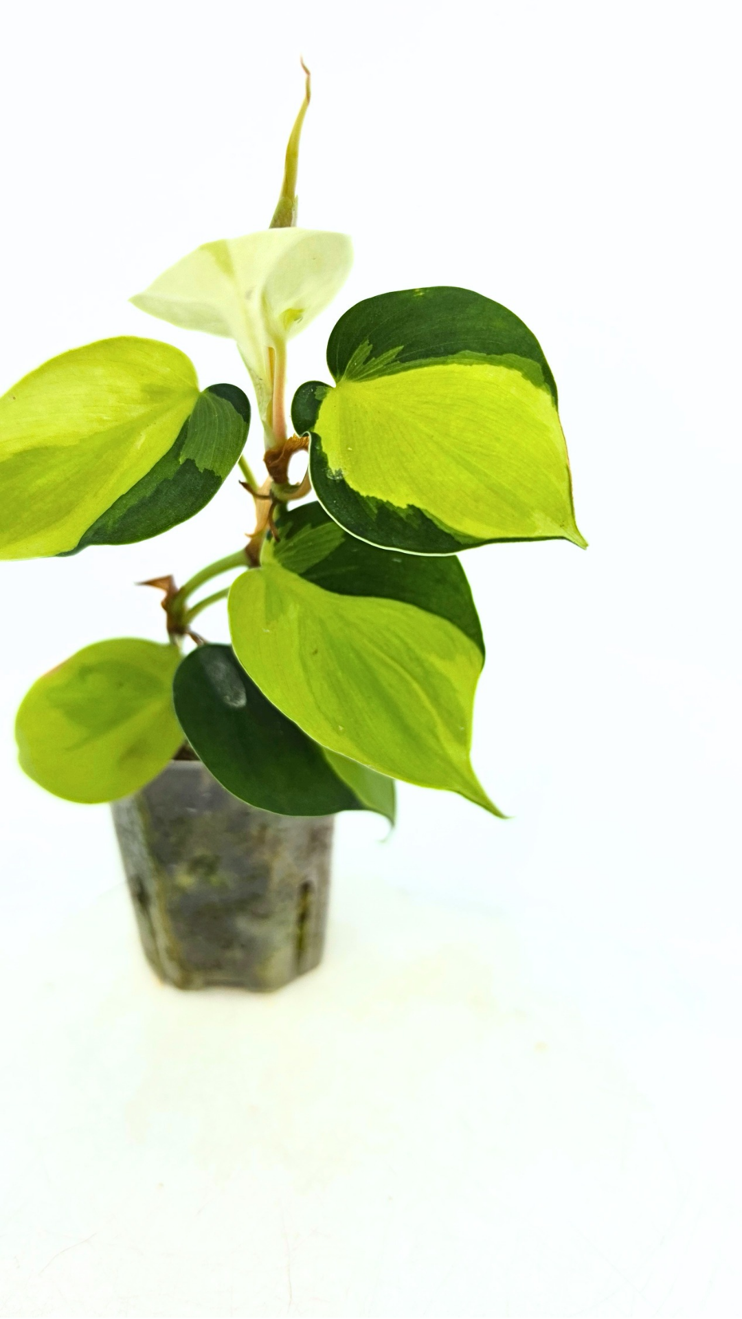 Rare indoor plant Philodendron Cream Splash available at rare plant shop The Leaf Gallery in Perth, Western Australia