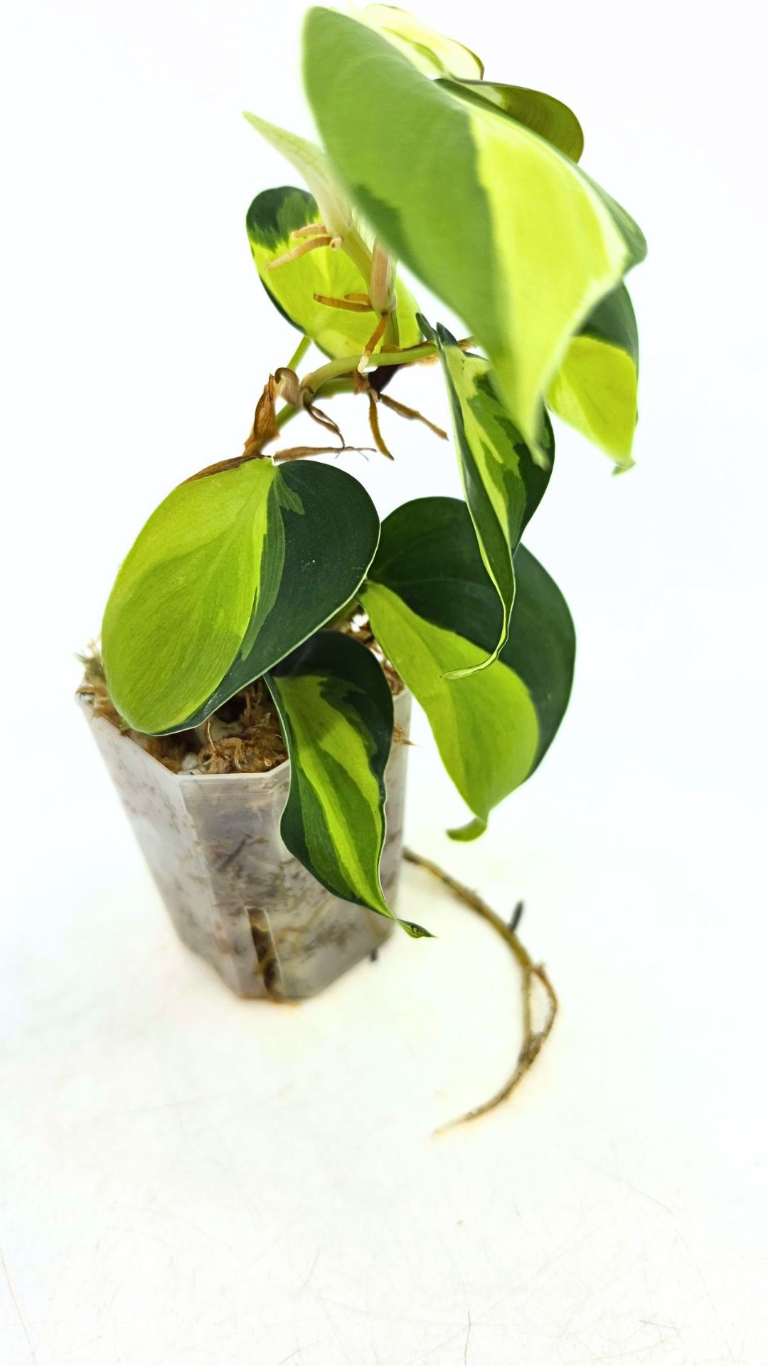 Rare indoor plant Philodendron Cream Splash available at rare plant shop The Leaf Gallery in Perth, Western Australia