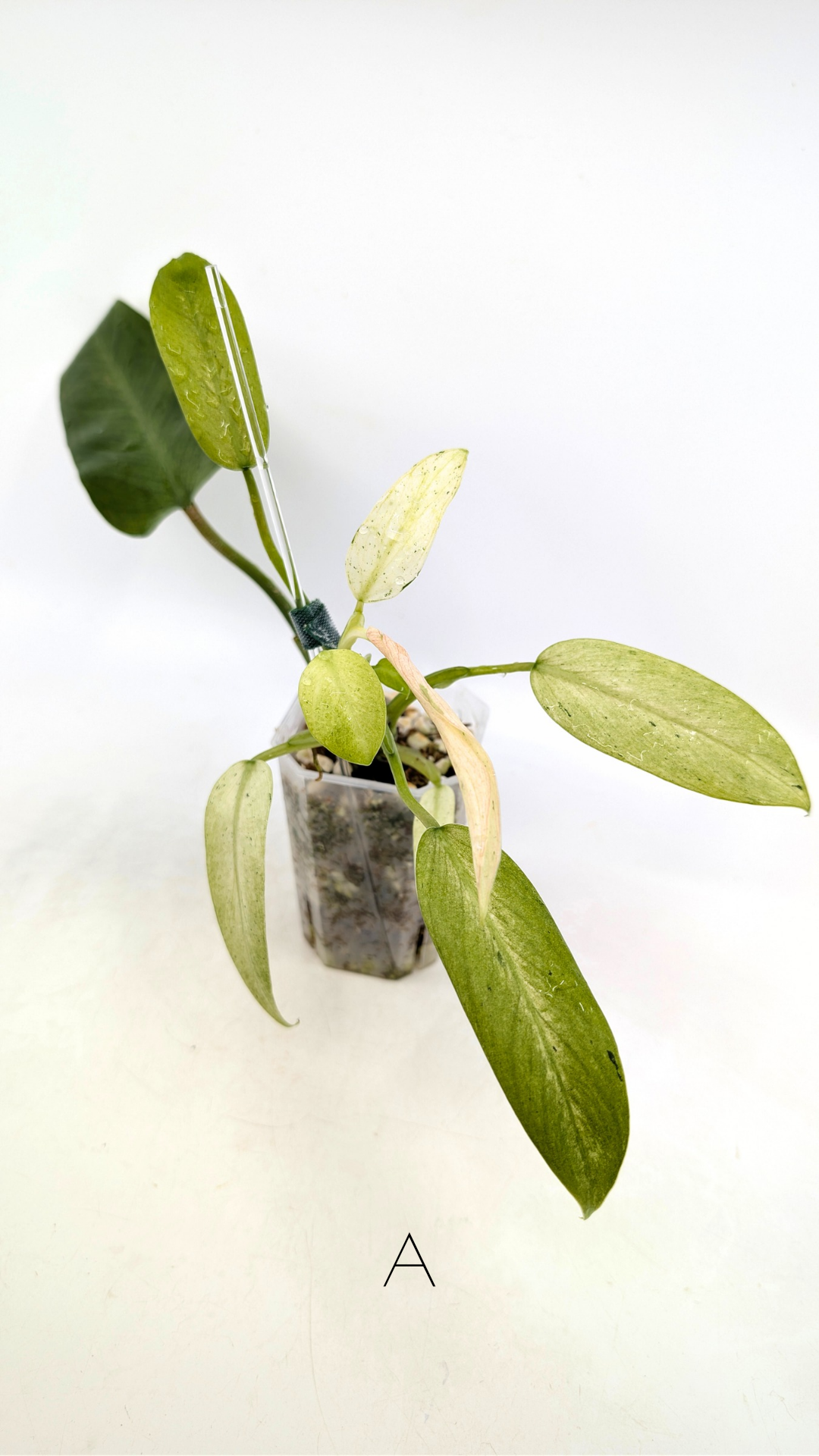 Rare indoor plant Philodendron Whipple Way by rare plant shop The Leaf Gallery in Perth, Western Australia