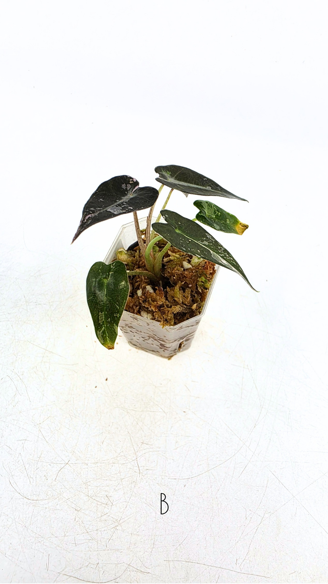 Rare indoor plant Alocasia Amazonica Bambino Pink TC plantlets available for sale at rare houseplant shop The Leaf Gallery in Perth, Western Australia