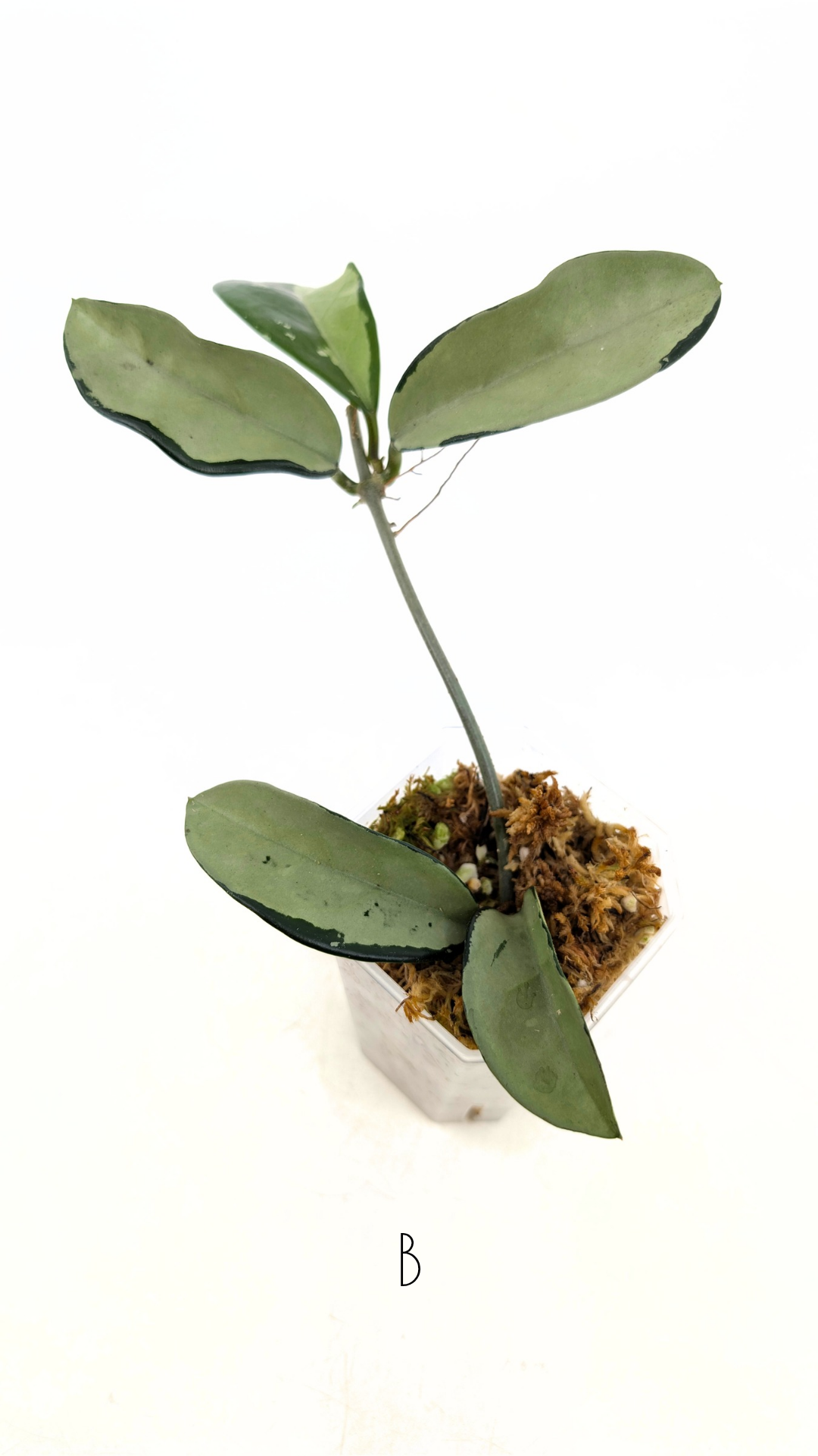 Rare Hoya AH074 available for sale at rare plant shop The Leaf Gallery in Perth, Western Australiapng