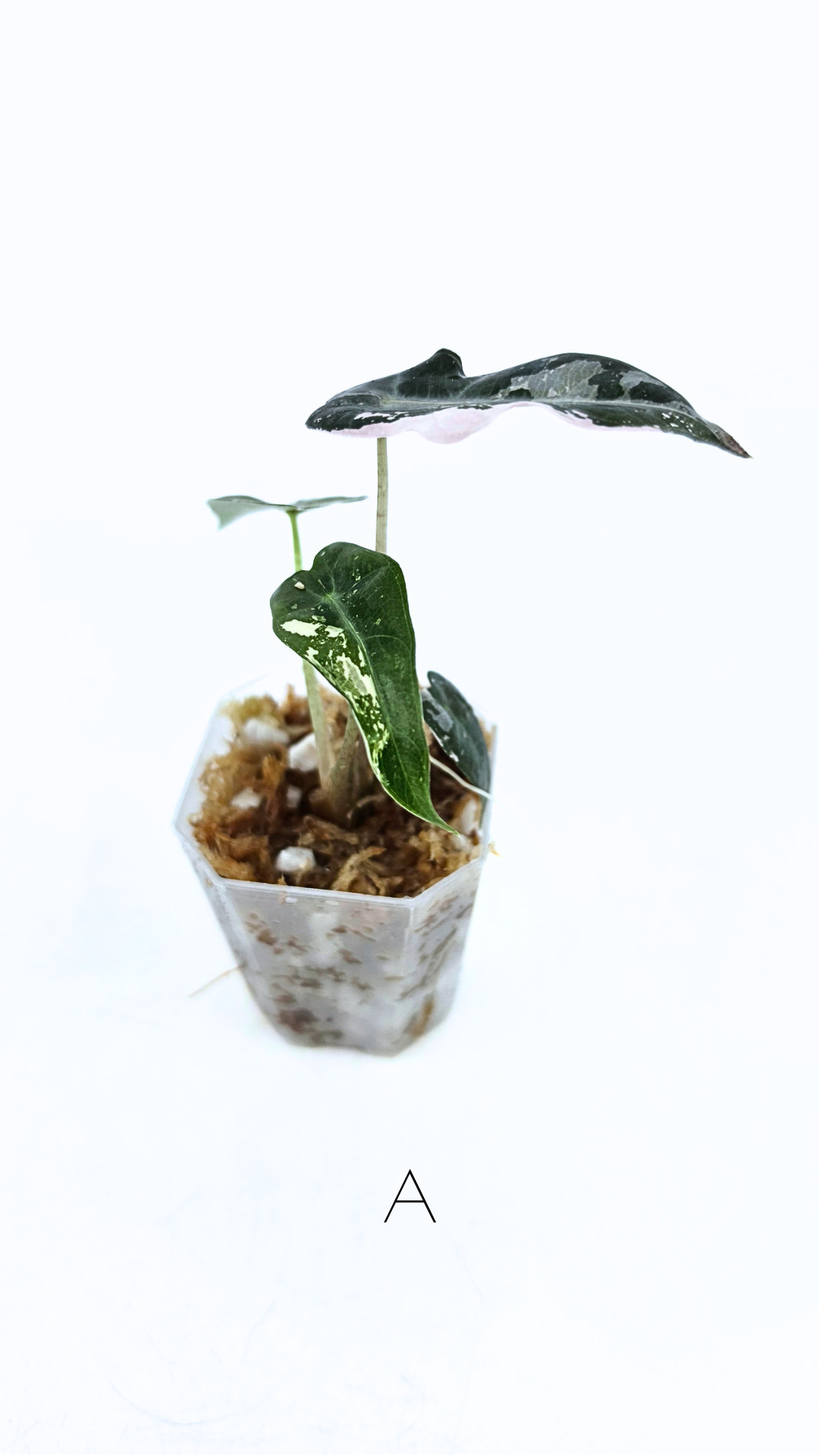 Rare indoor plant Alocasia Amazonica Bambino Pink TC plantlets available for sale at rare houseplant shop The Leaf Gallery in Perth, Western Australia