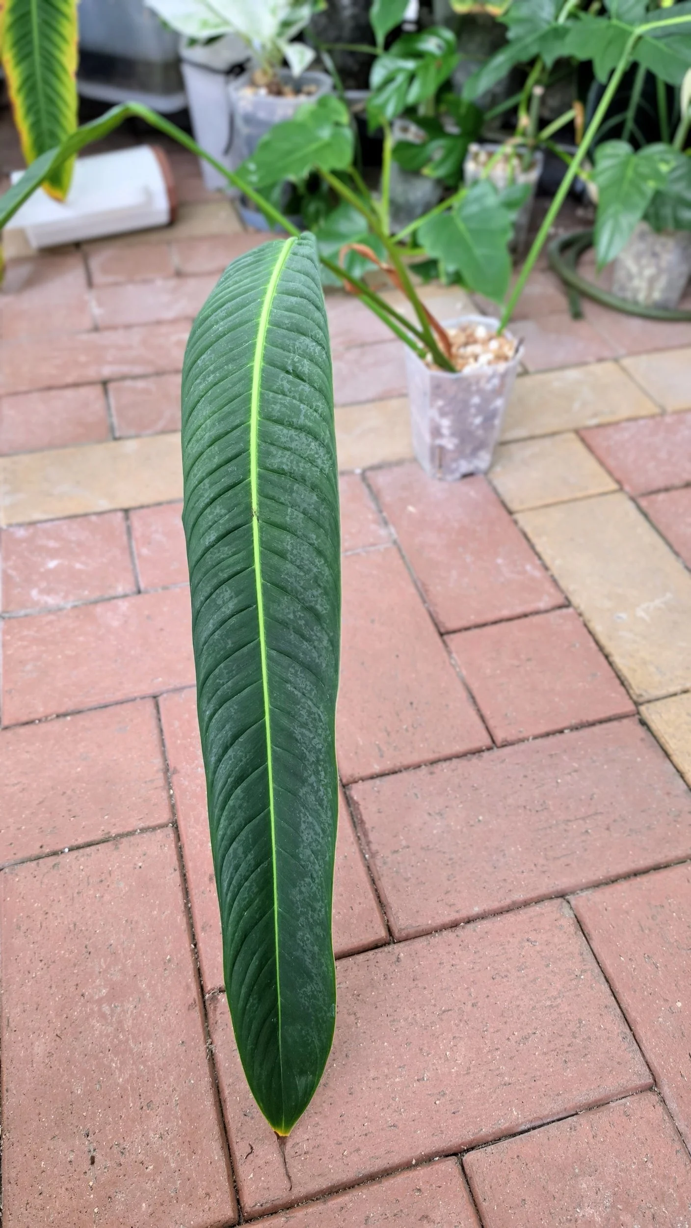 Rare Indoor Plant Philodendron Heterocraspedon for sale at rare plant shop The Leaf Gallery in Perth, Western Australia