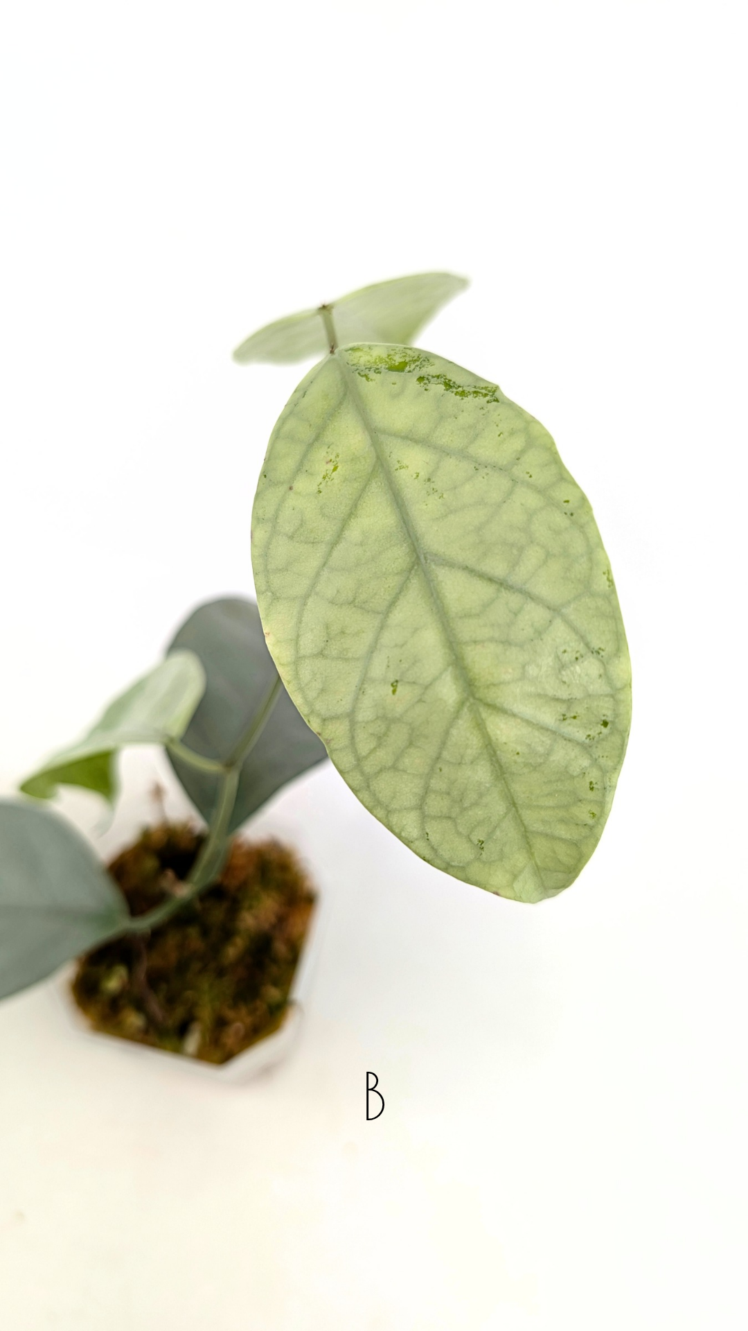 Rare waxplant Hoya Coriacea Silver available for sale at rare indoor plant shop The Leaf Gallery in Perth, Western Australia