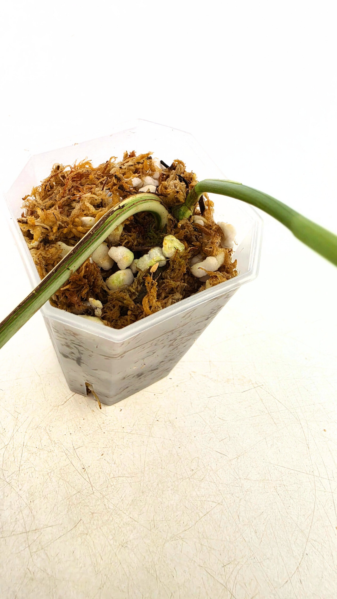 Uncommon house plant Epipremnum Pinnatum Varigated available for sale at rare plant shop The Leaf Gallery in Perth, Western Australia