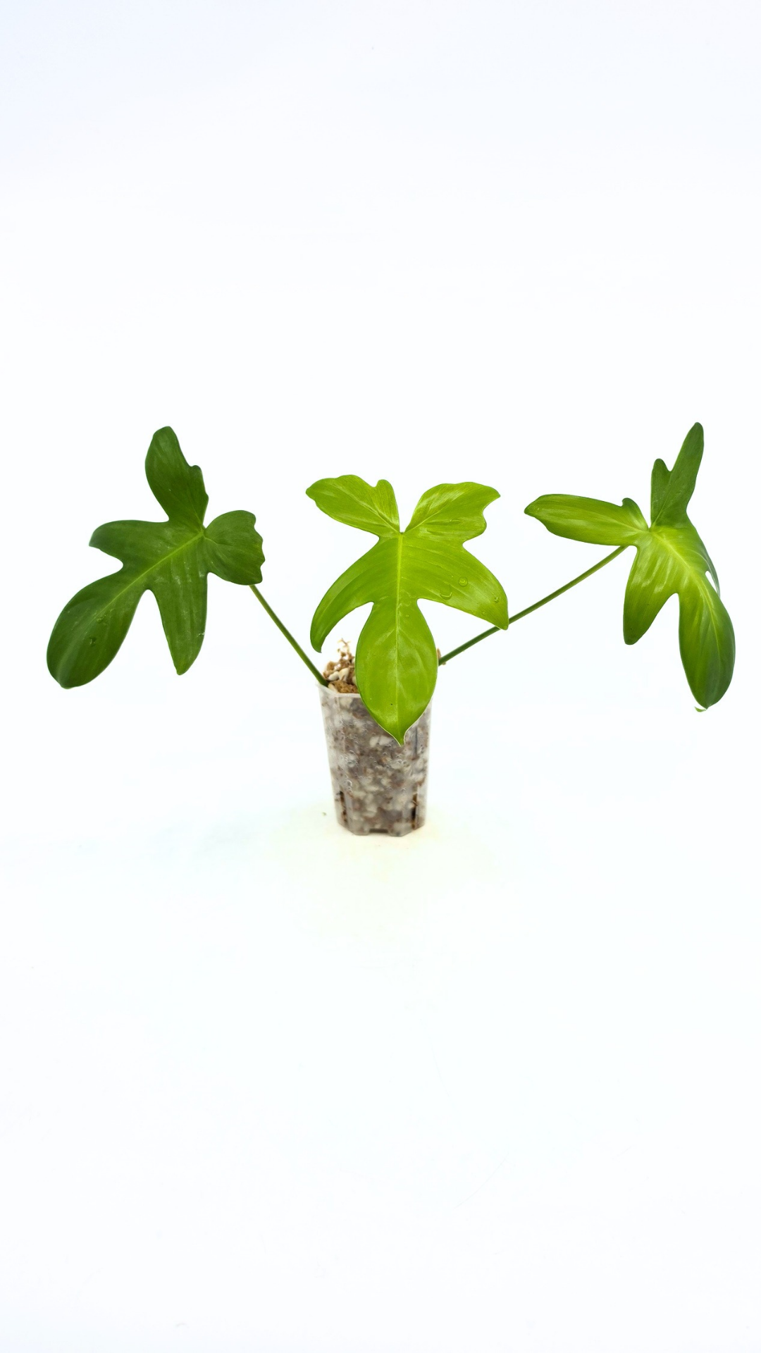 Uncommon indoor plant Philodendron Pedatum Ghost available for sale at rare indoor plant shop The Leaf Gallery in Perth, Western Australia