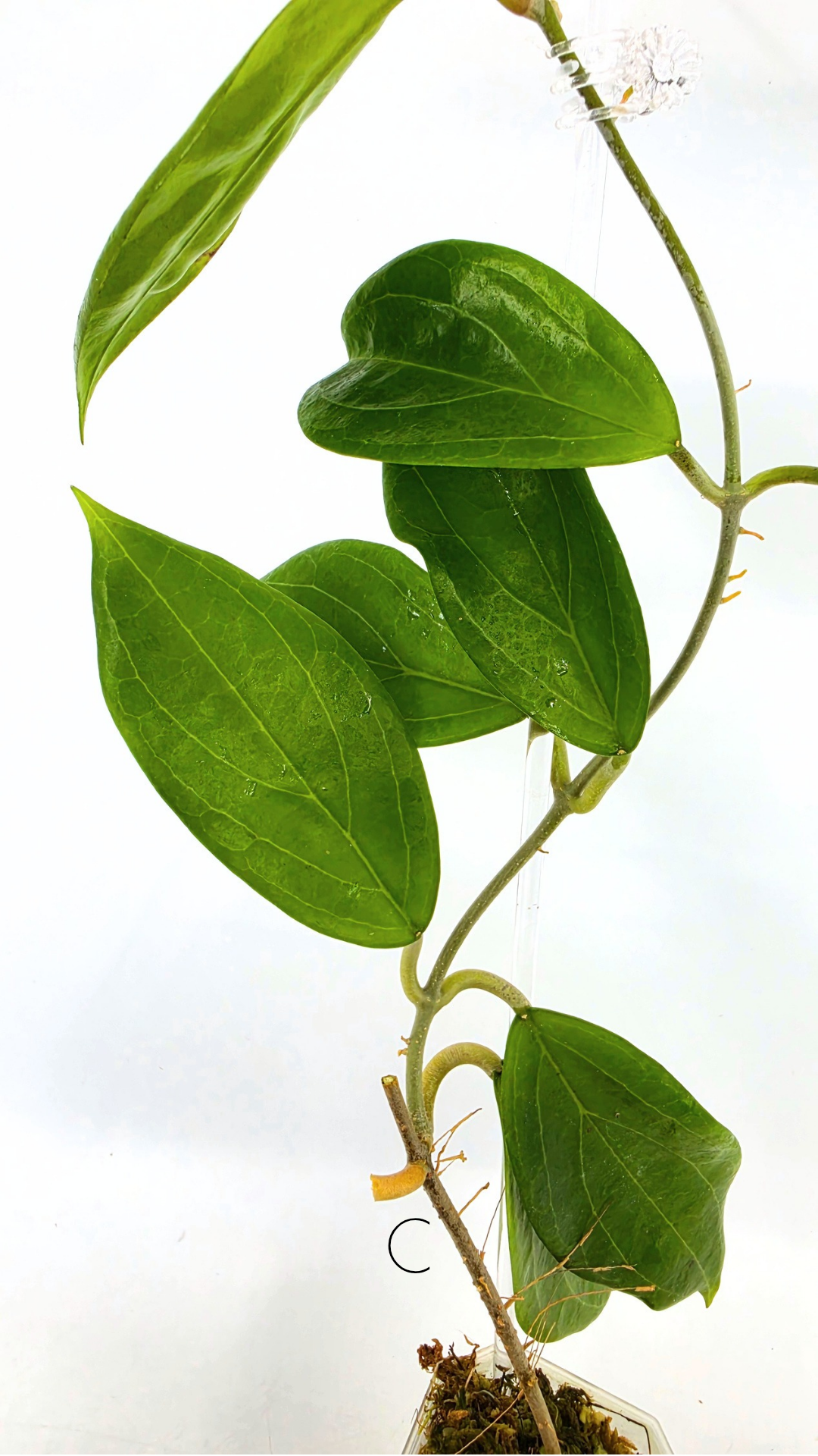 Rare waxplant Hoya UTC033 available for sale at rare indoor plant shop The Leaf Gallery in Perth, Western Australia