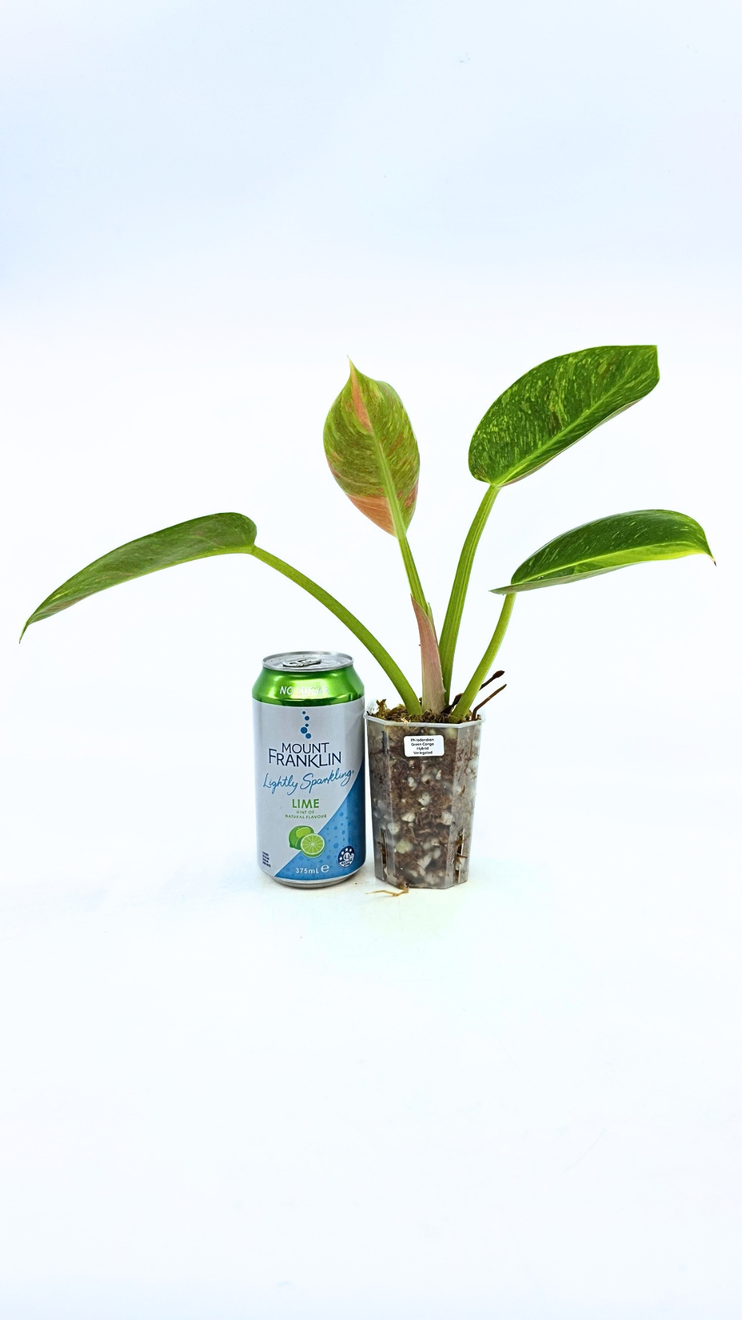 Uncommon Philodendron Green Congo Hybrid Varigated also known as Philodendron Green Congo Nuclear available for sale at rare plant shop The Leaf Gallery in Perth, Western Australia