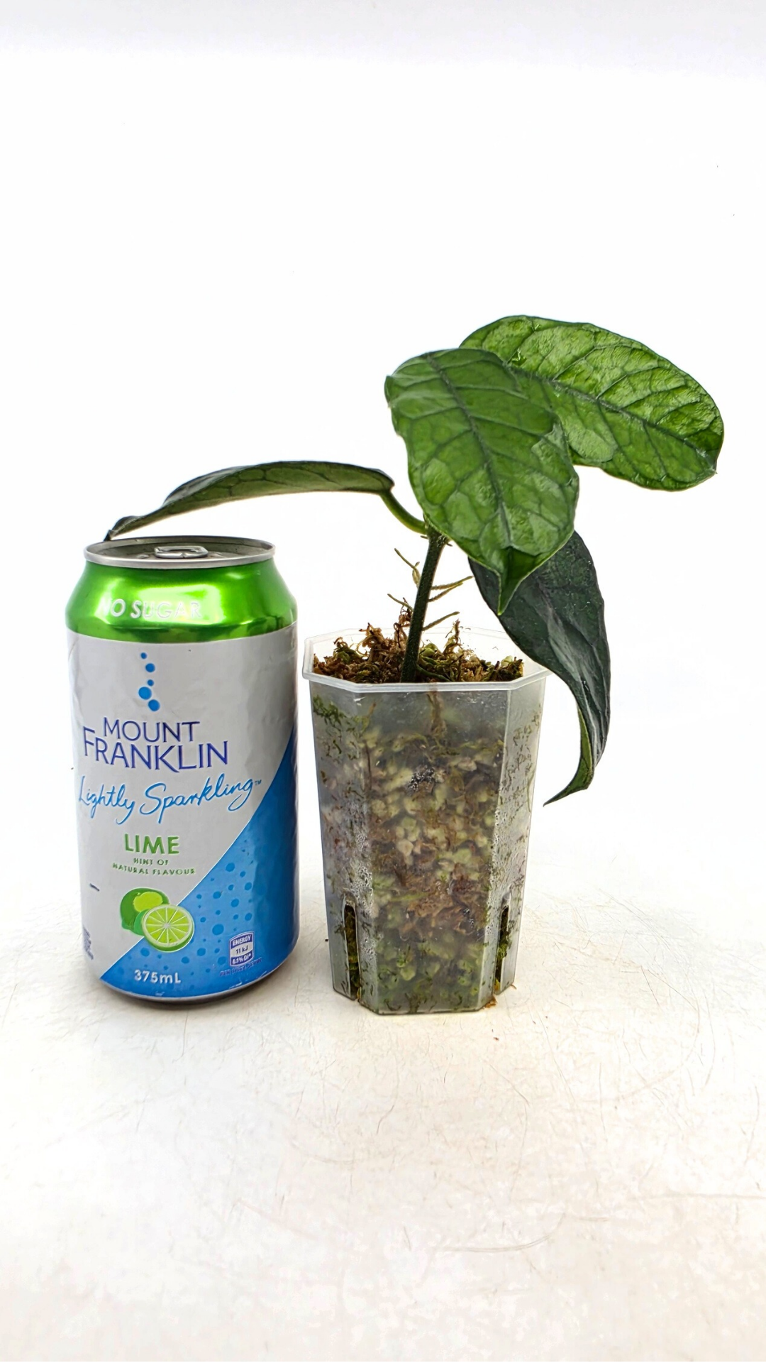 Rare waxplant Hoya Globulosa Cao Bang available for sale at rare plant shop The Leaf Gallery in Perth, Western Australia