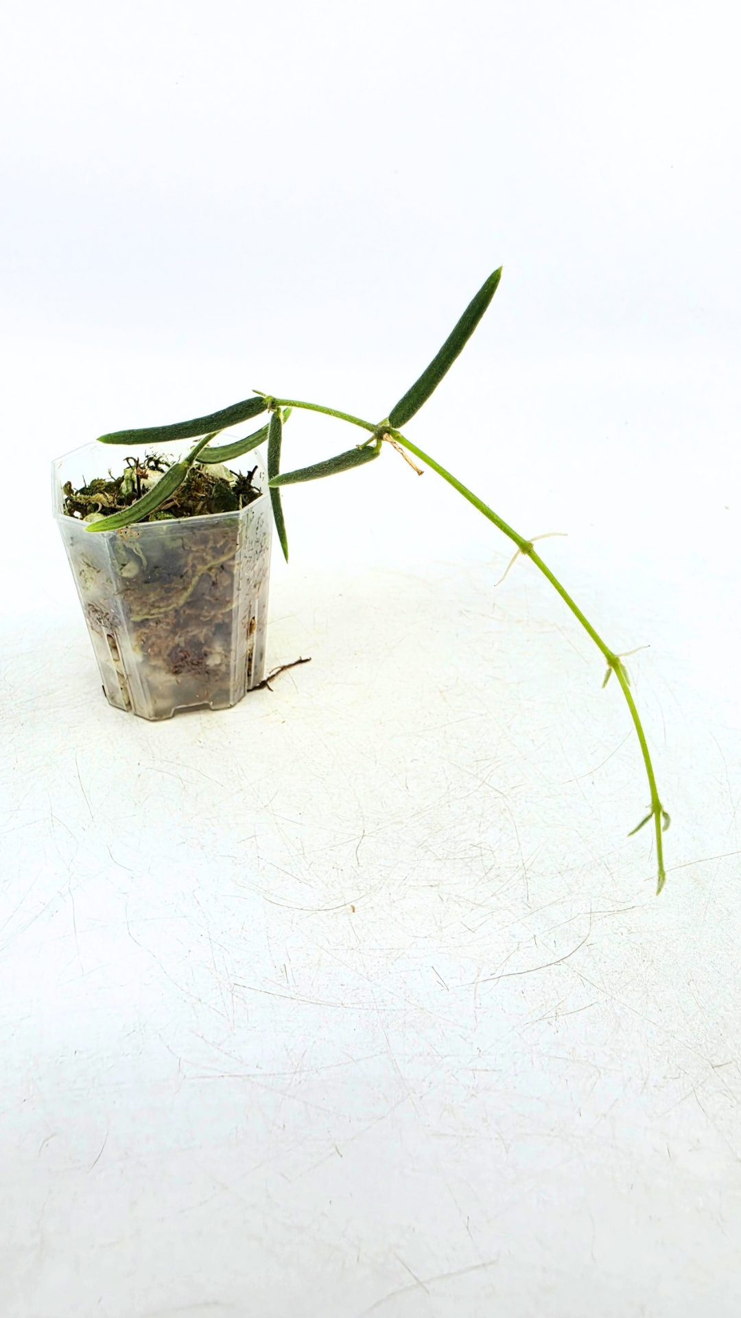 Rare waxplant Hoya Linearis available for sale at rare indoor plant shop The Leaf Gallery in Perth, Western Australia