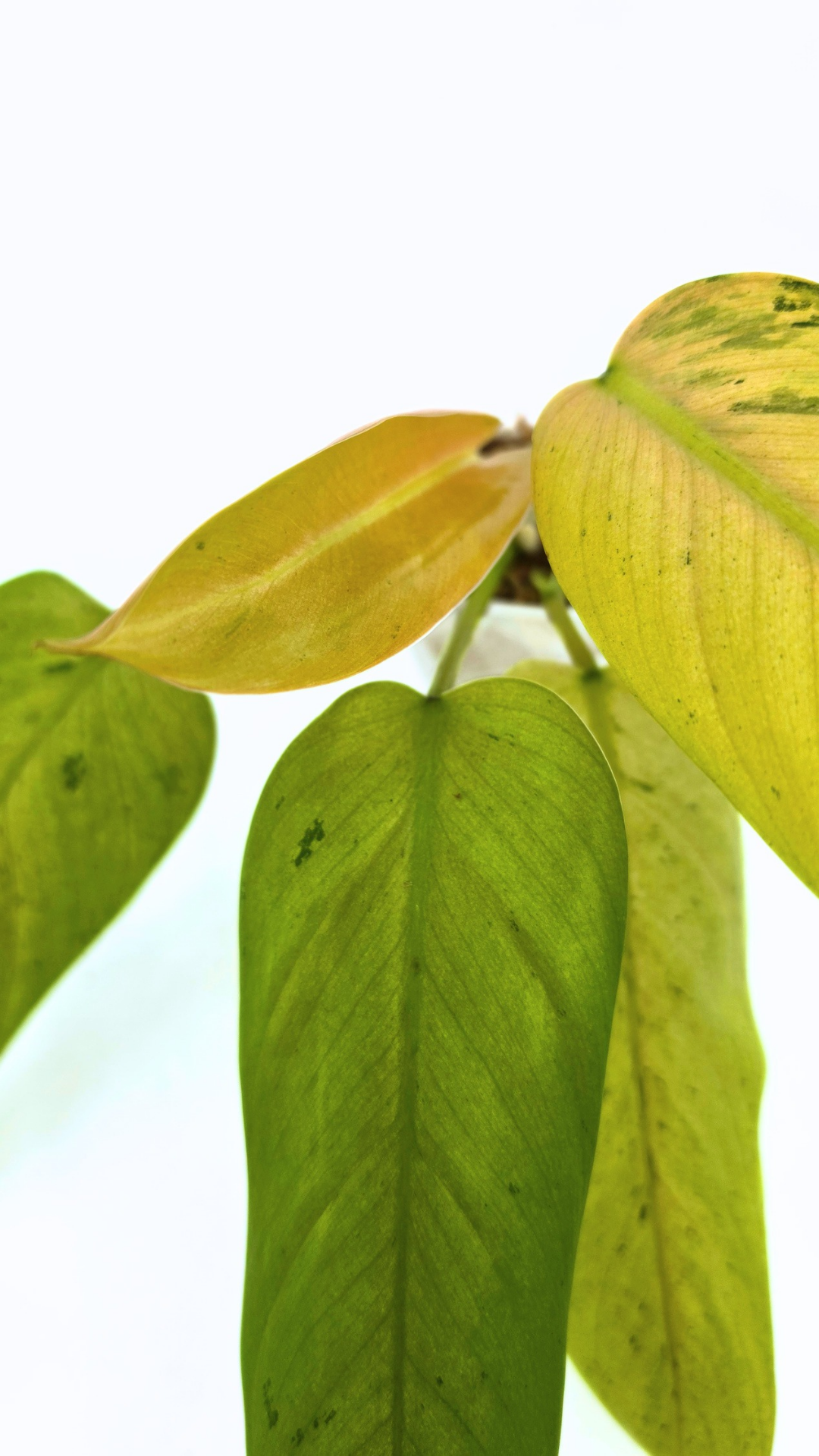 Rare indoor plant Philodendron Whipple Way available for sale at rare plant shop The Leaf Gallery in Perth, Western Australia