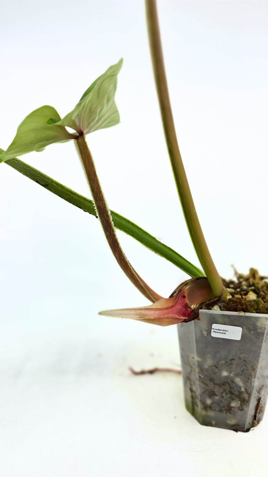 Uncommon indoor plant Philodendron Plowmanii available at rare plant shop The Leaf Gallery in Perth, Western Australia
