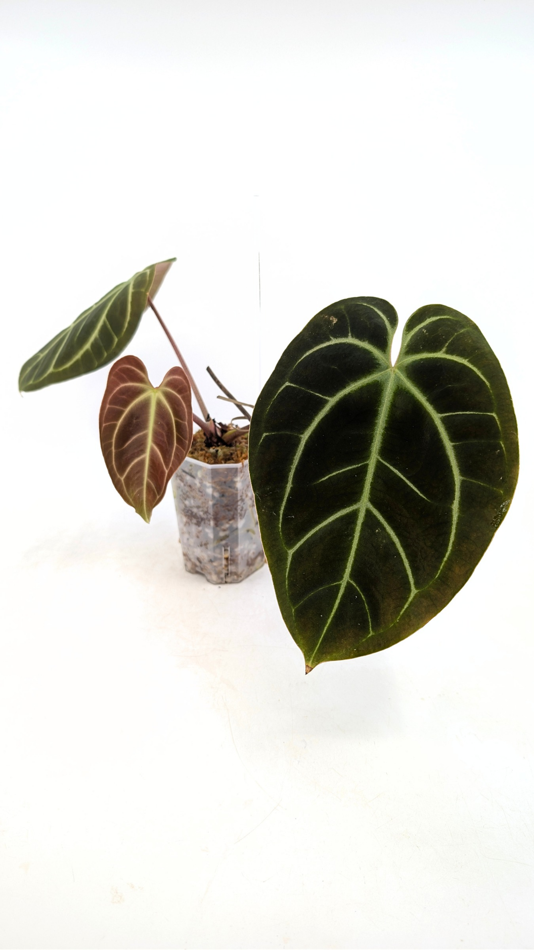 Single plants upload_20260206_140028_0000.png