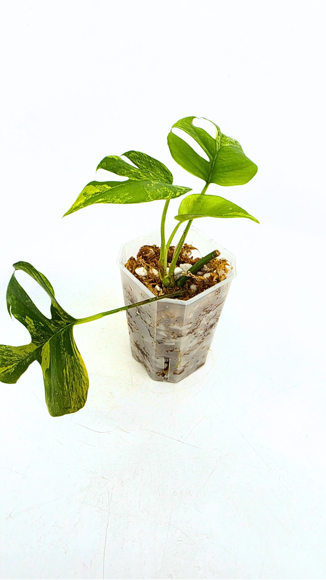 Rare indoor plant Raphidophora Tetrasperma Aurea for sale by rare plant shop The Leaf Gallery in Perth