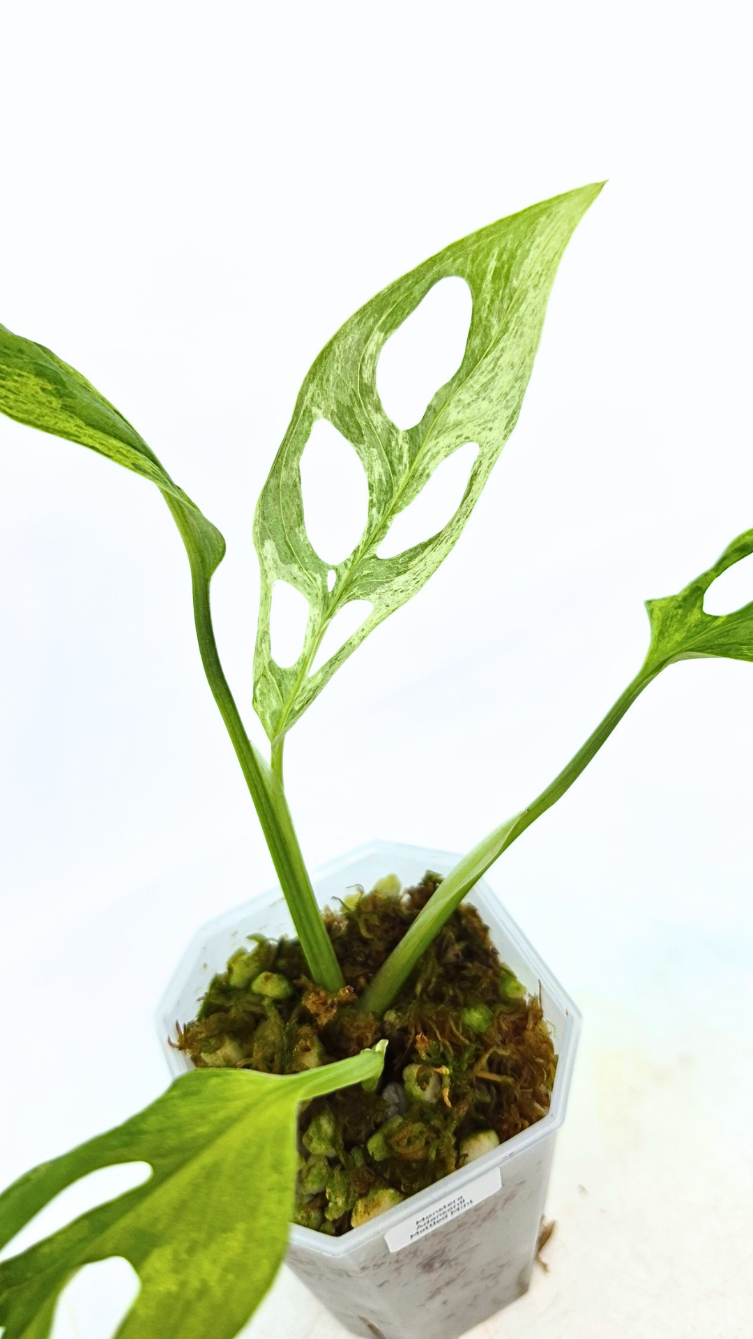 Rare indoor house plant Monstera Adansonii Mottled Mint Varigation available for sale at rare plant shop The Leaf Gallery in Perth, Western Australia