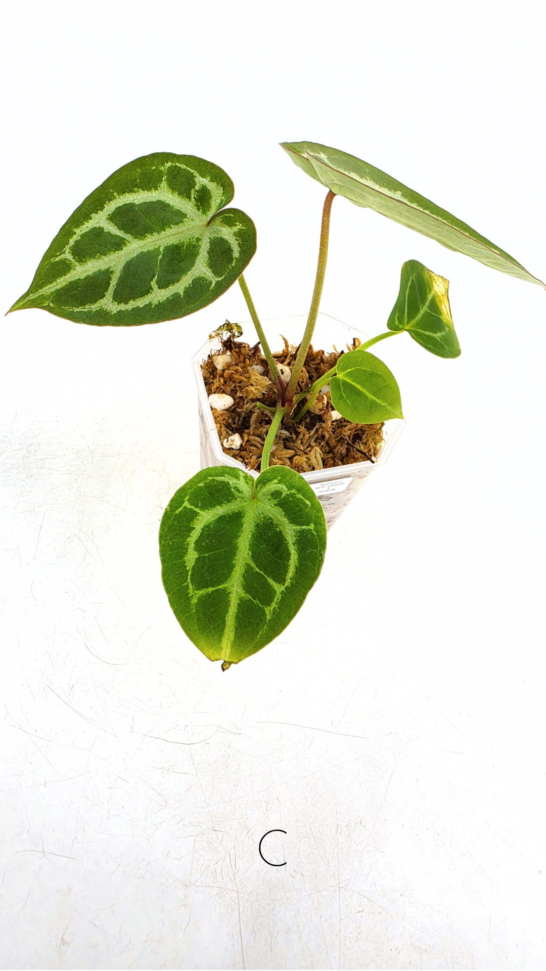 Rare anthurium hybrid Anthurium red dorayaki mutation with Anthurium Michelle by The Leaf Gallery in Perth, Western Australia