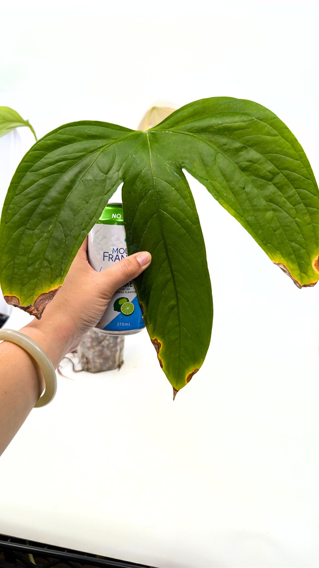 Rare tri-lobed Anthurium Moronese available for sale at rare indoor plant shop The Leaf Gallery in Perth, Western Australia