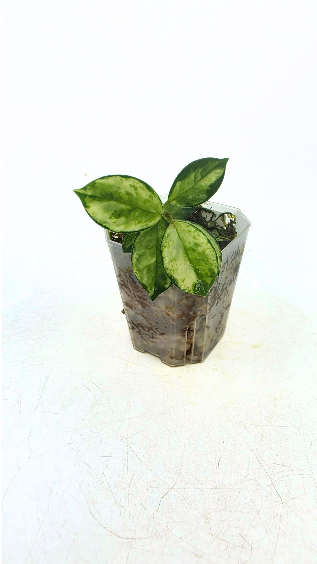 Rare waxplant Hoya Mathilde Variegated available for sale at rare indoor plant shop The Leaf Gallery in Perth, Western Australia