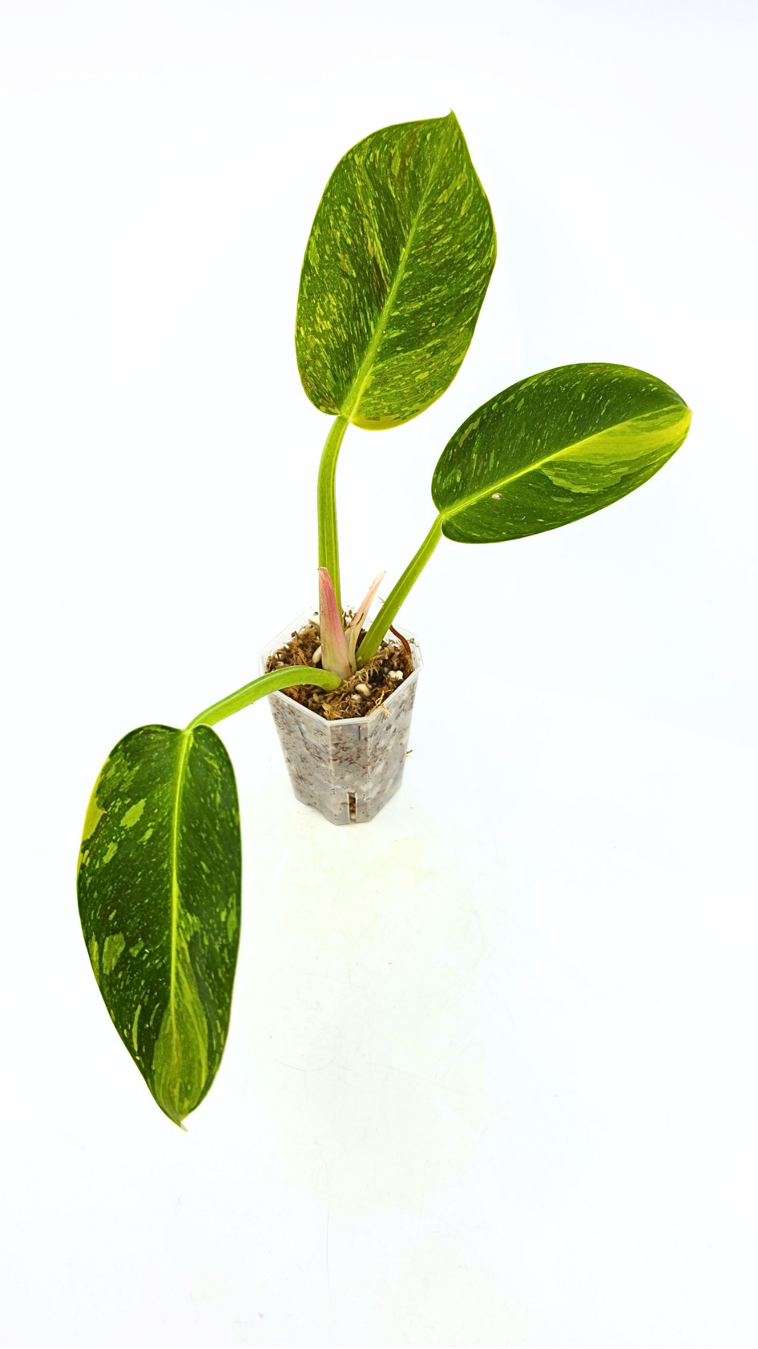 Uncommon Philodendron Green Congo Hybrid Varigated also known as Philodendron Green Congo Nuclear available for sale at rare plant shop The Leaf Gallery in Perth, Western Australia