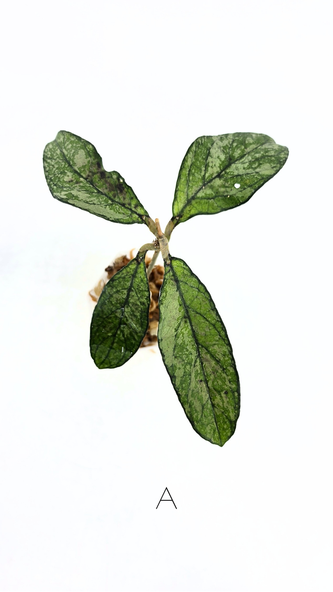 Rare Hoya Crassipetiolata Splash available for sale at rare plant shop The Leaf Gallery in Perth, Western Australia
