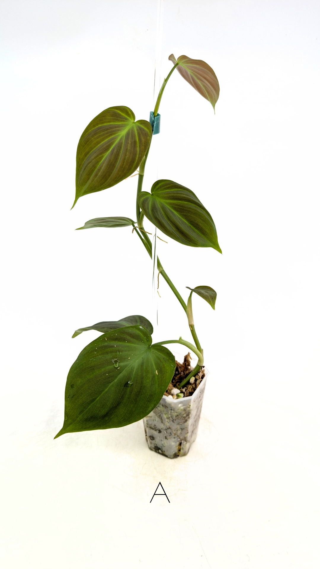 Uncommon indoor plant Philodendron Camposportoanum available for sale at rare house plant shop The Leaf Gallery in Perth, Western Australia