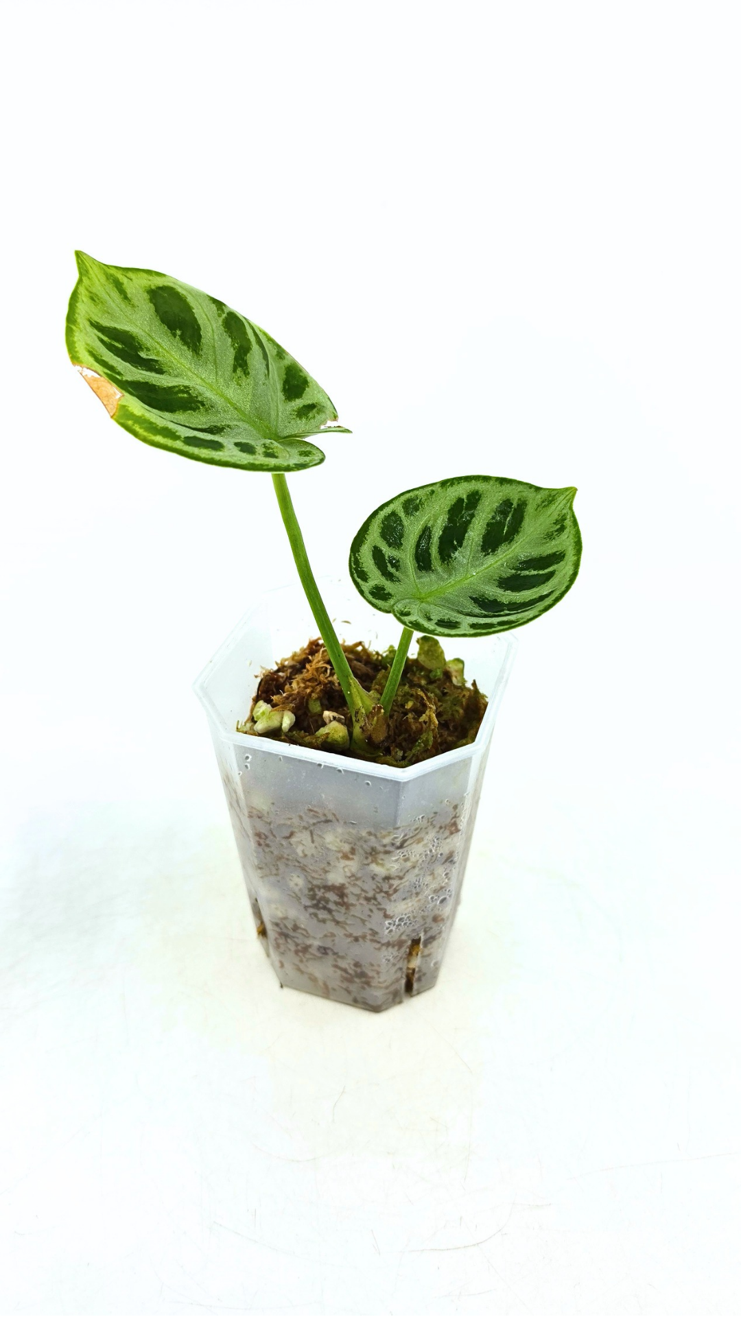 Rare Anthurium Dorayaki Silver available for sale at rare plant shop The Leaf Gallery in Perth, Western Australia