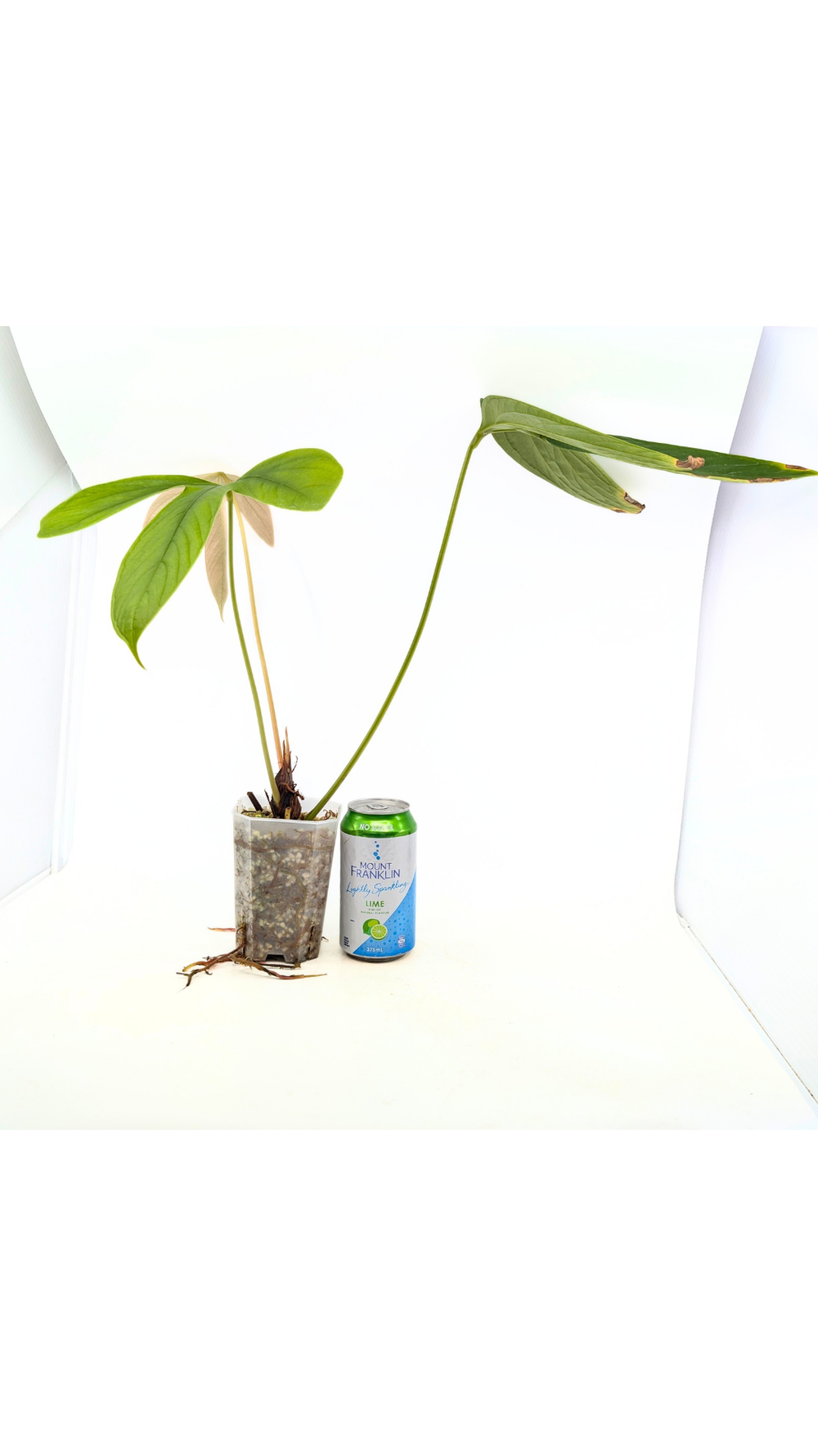 dracaena massangeana Buy Dracaena Massangeana