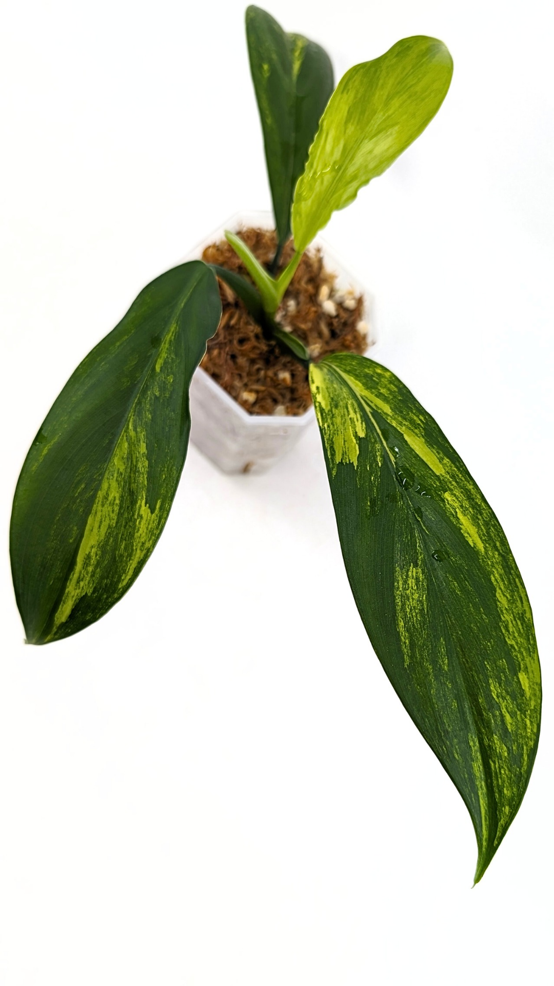 Philodendron Panduriforme Variegated — The Leaf Gallery
