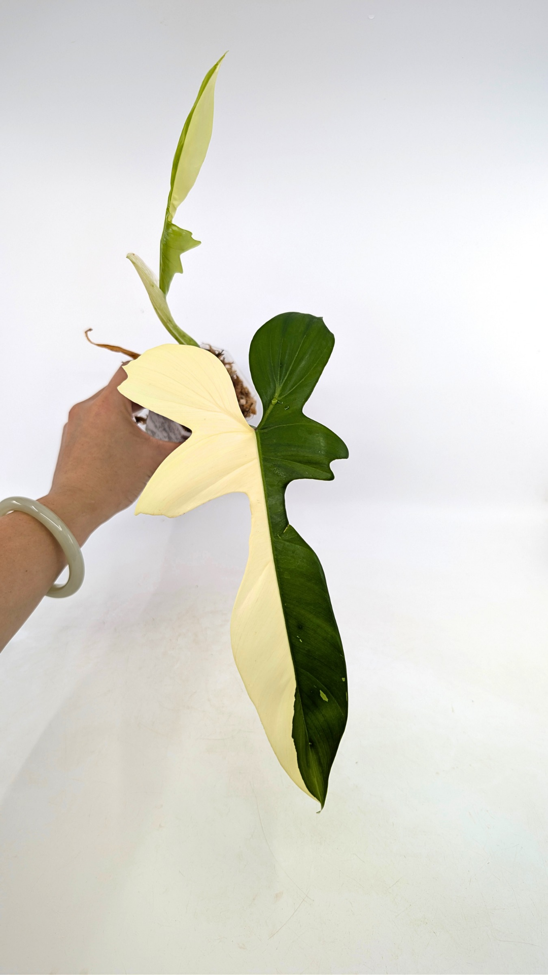 Single plants upload_20251220_113506_0000.png