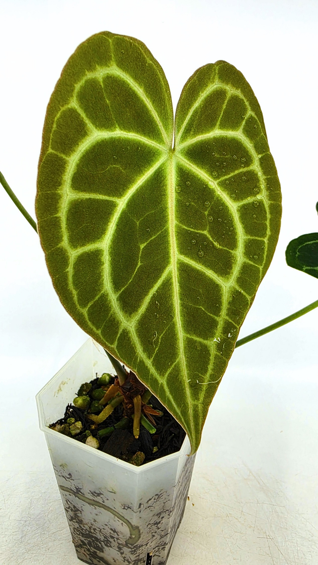 Rare Anthurium Clarineverium Hybrid - Queen of Clarinervium available for sale at rare plant shop The Leaf Gallery in Perth, Western Australia.
