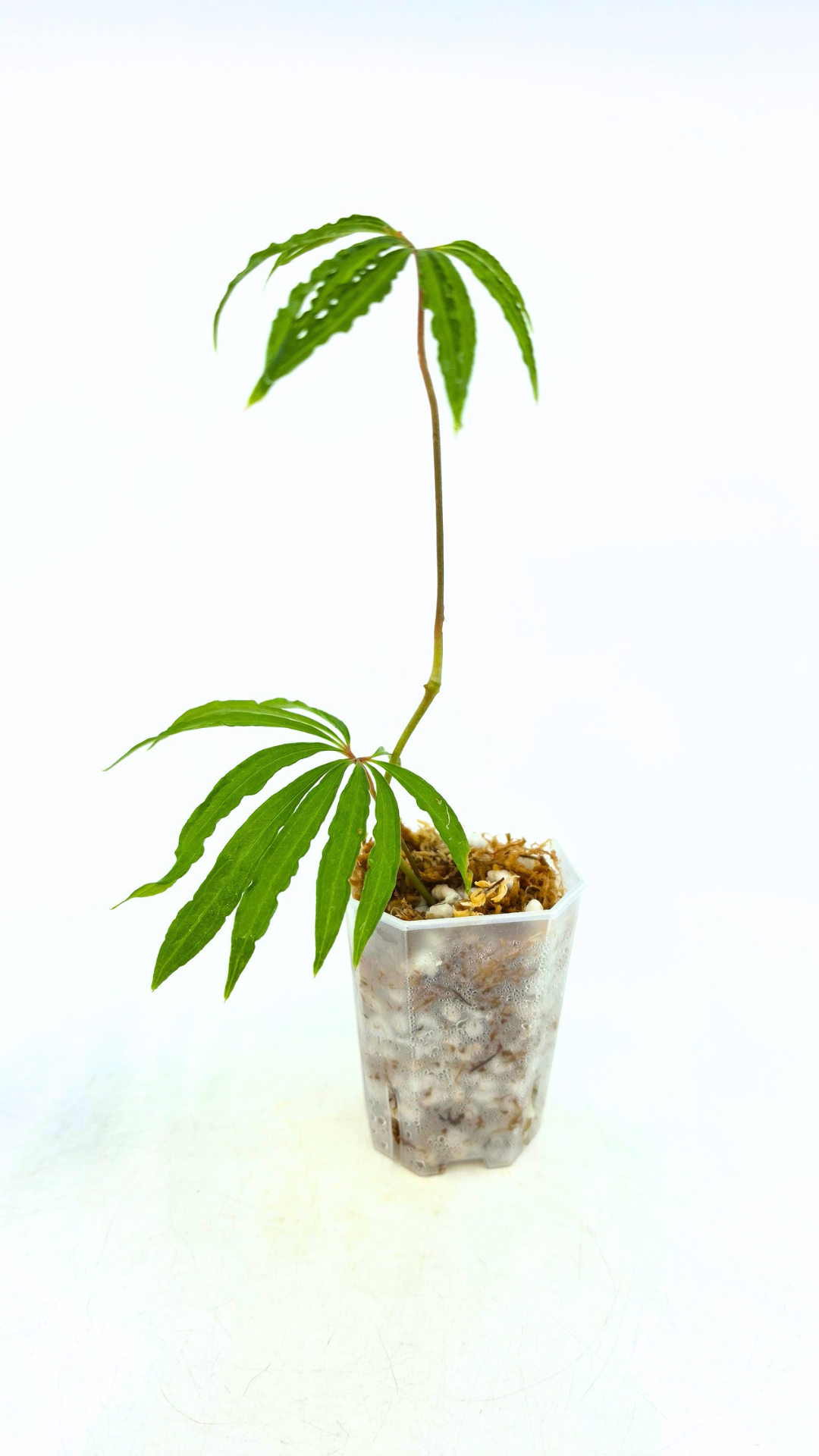 Hard to find vining house plant Anthurium Polystictum available for sale at rare plant shop The Leaf Gallery in Perth, Western Australia.