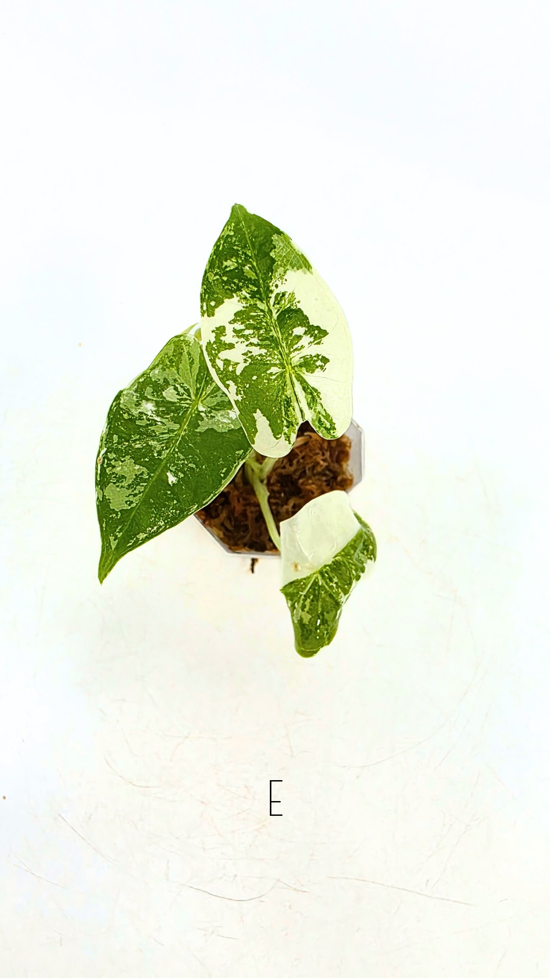 Rare indoor plant Alocasia Frydek Variegated available for sale at rare house plant shop The Leaf Gallery in Perth, Western Australia