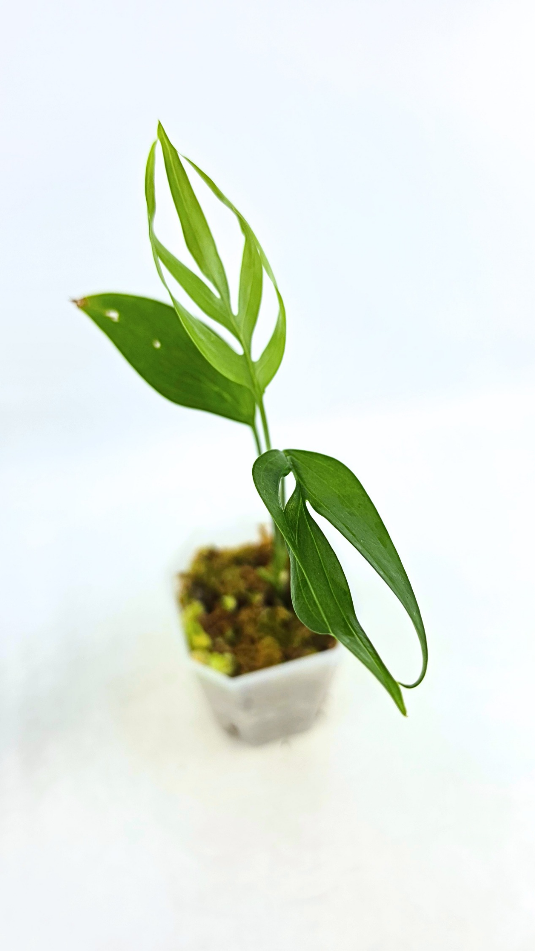 Rare indoor plant Monstera Subpinata available for sale at rare house plant shop The Leaf Gallery in Perth, Western Australia.