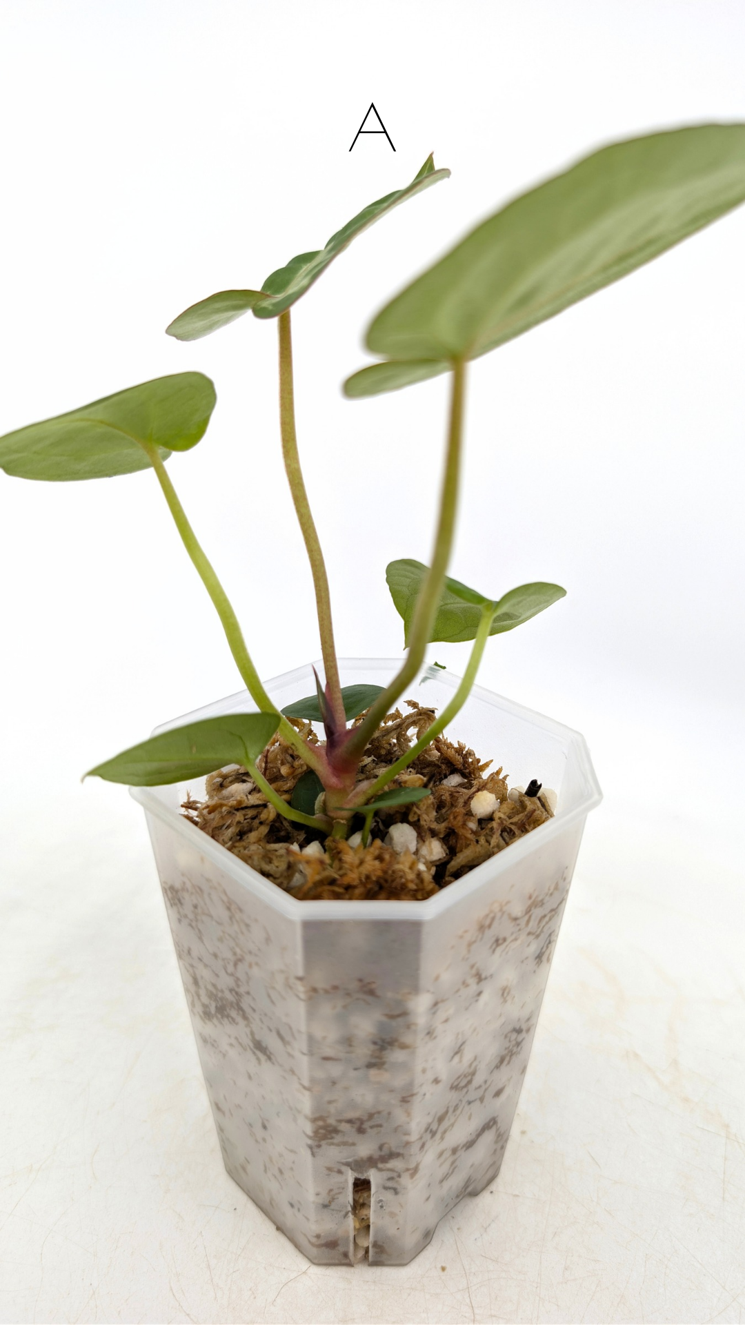 Rare anthurium hybrid Anthurium red dorayaki mutation with Anthurium Michelle by The Leaf Gallery in Perth, Western Australia