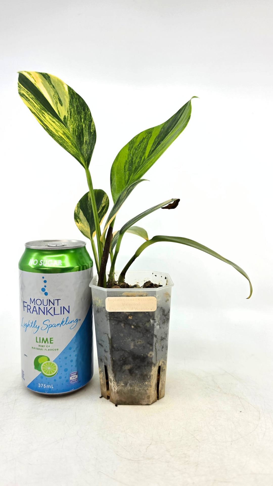 Rare indoor plant Raphidophora Decursiva Varigated (Dragon's Tail Varigated) by rare plant shop The Leaf Gallery in Perth, Western Australia