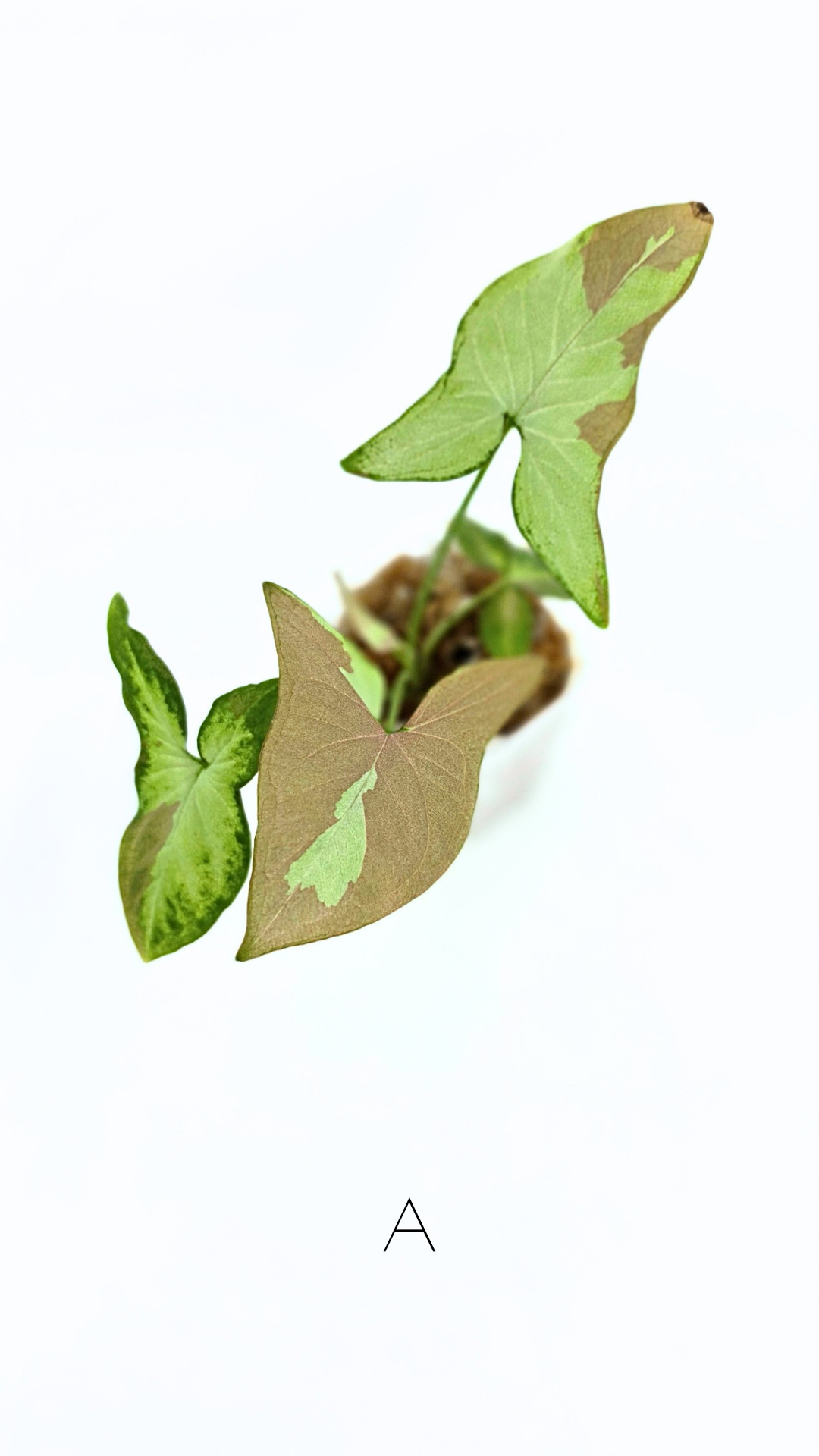 Rare indoor plant Syngonium Redspot Tricolour available for sale at The Leaf Gallery in Perth, Western Australia