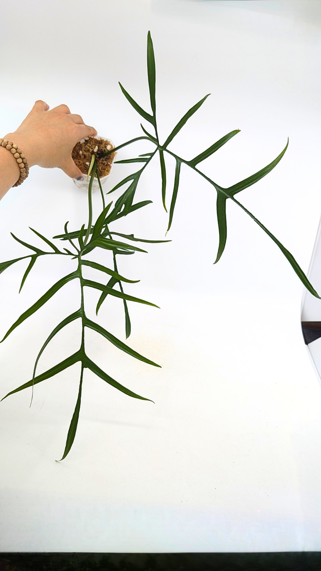 Rare indoor plant Philodendron Polypodioides available for sale at rare house plant shop The Leaf Gallery in Perth, Western Australia