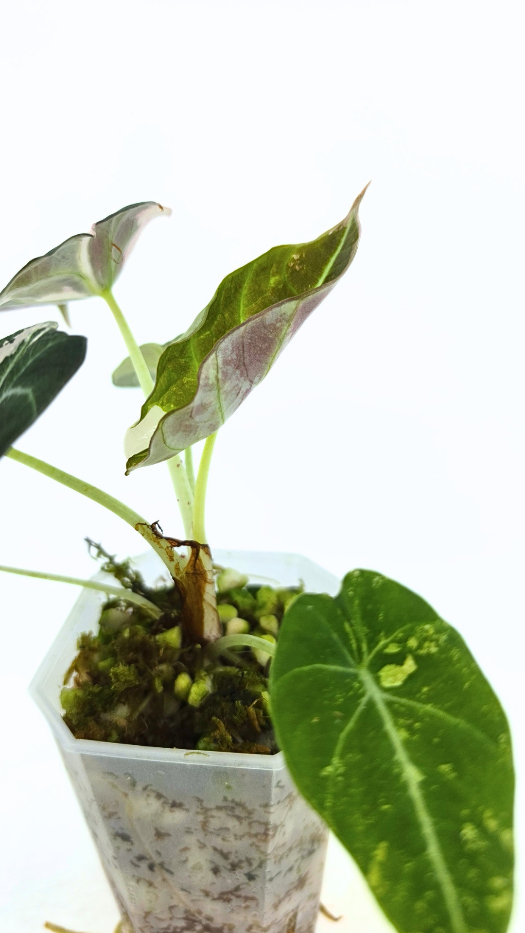 Rare indoor plant Alocasia Black Velvet Pink Variegated available for sale from rare house plant shop The Leaf Gallery in Perth, Western Australia