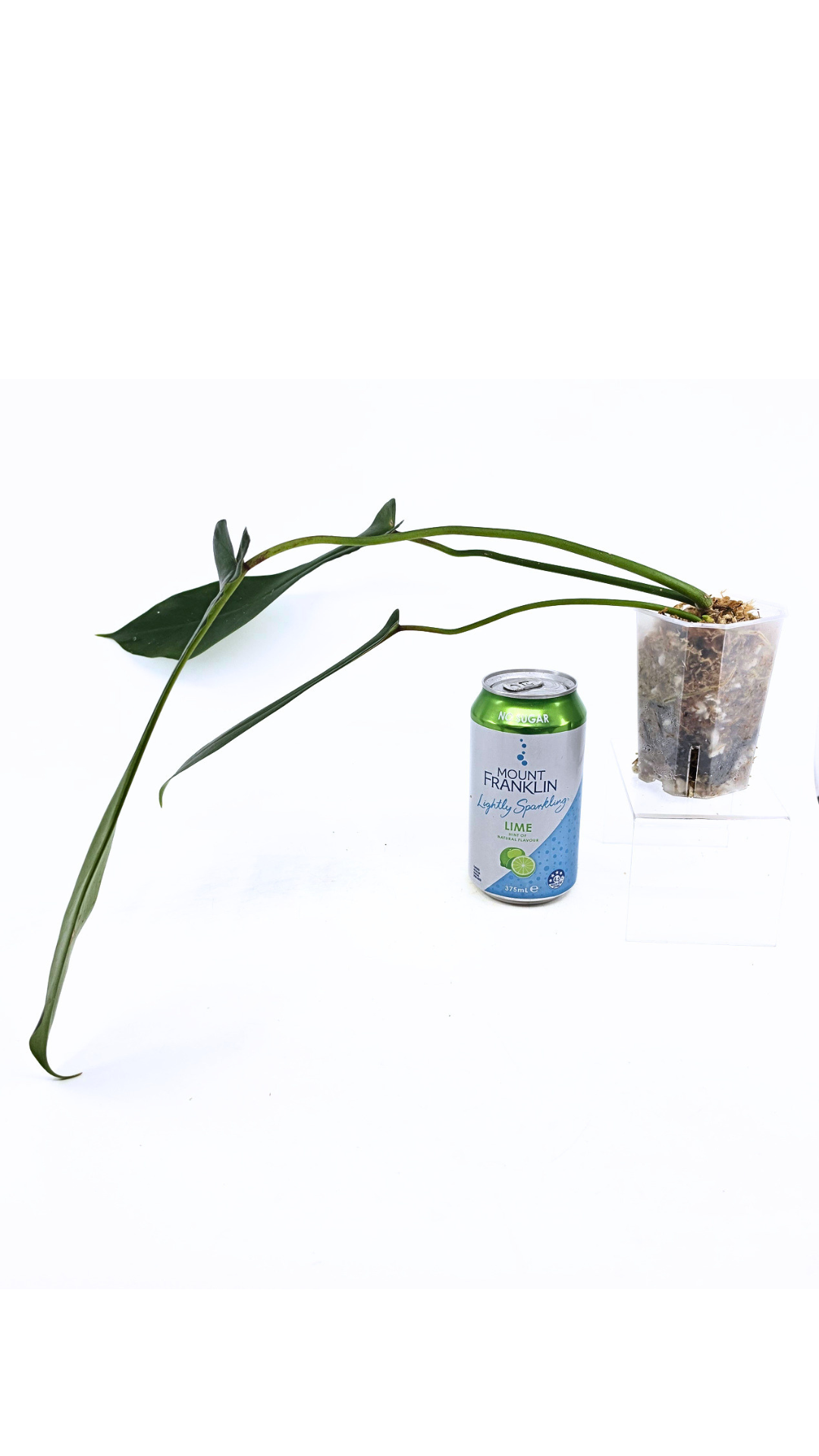 Rare indoor plant Philodendron Joepii available at rare house plant shop The Leaf Gallery in Perth, Western Australia