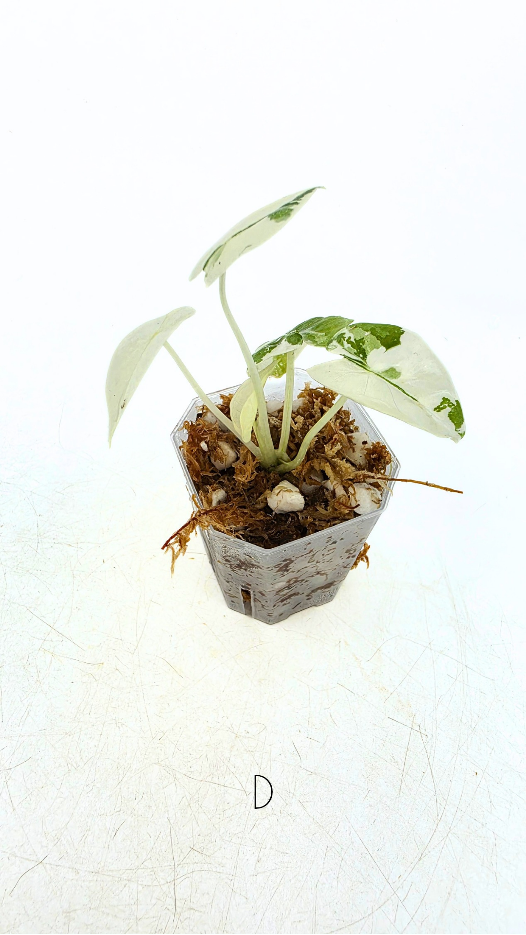 Rare indoor plant Alocasia Frydek Variegated available for sale at rare house plant shop The Leaf Gallery in Perth, Western Australia