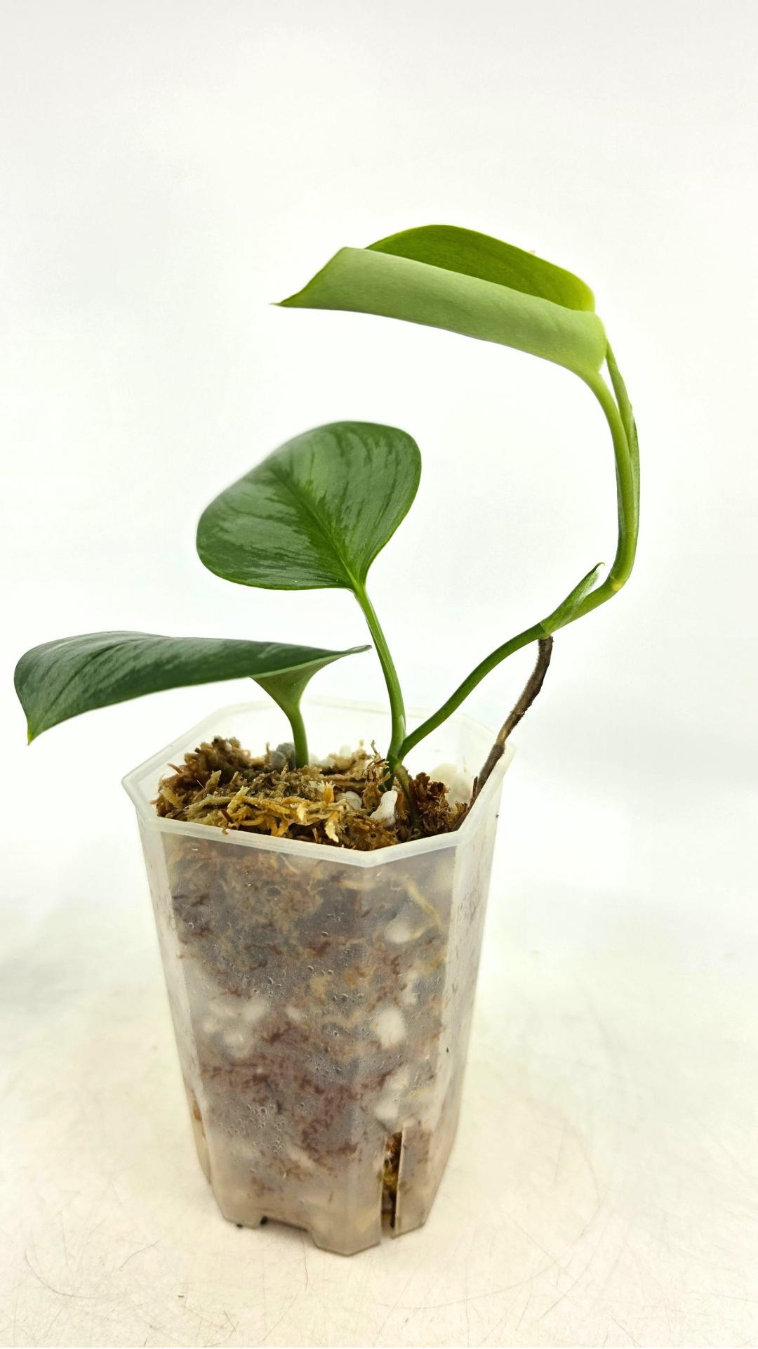 Rare indoor plant Scindapsus Treubii Moonlight available for sale at rare house plant shop The Leaf Gallery in Perth, Western Australia