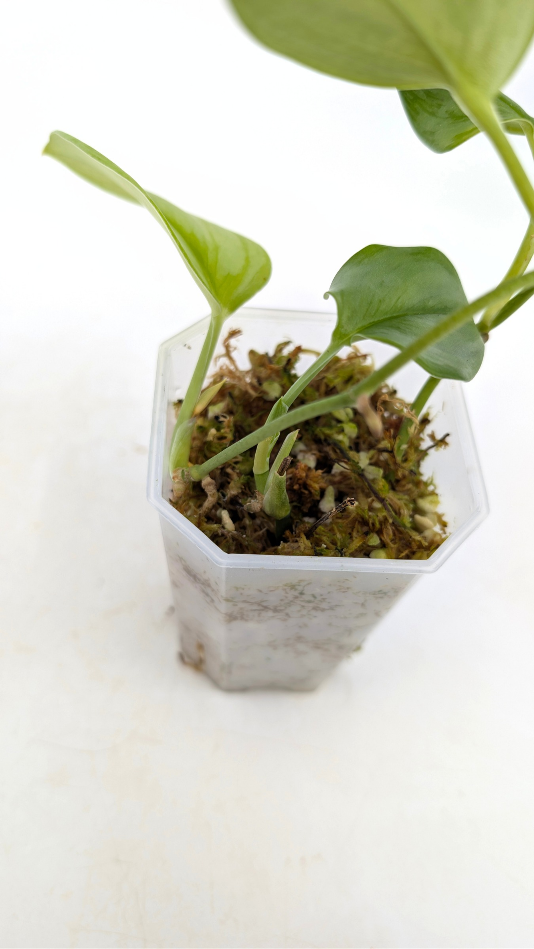 Rare indoor plant Scindapsus Treubii Moonlight available for sale at rare house plant shop The Leaf Gallery in Perth, Western Australia