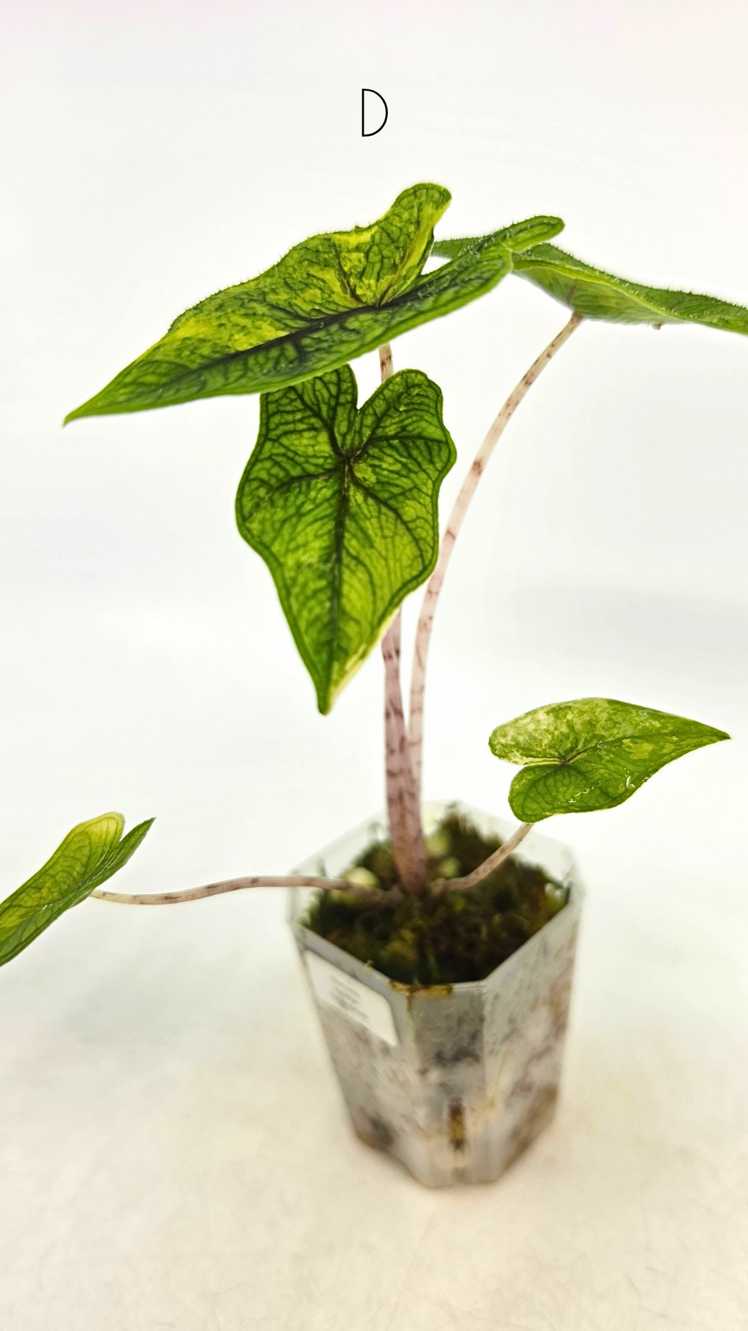 Rare indoor plant Alocasia Jacklyn Variegated available for sale at rare house plant shop The Leaf Gallery in Perth, Western Australia.