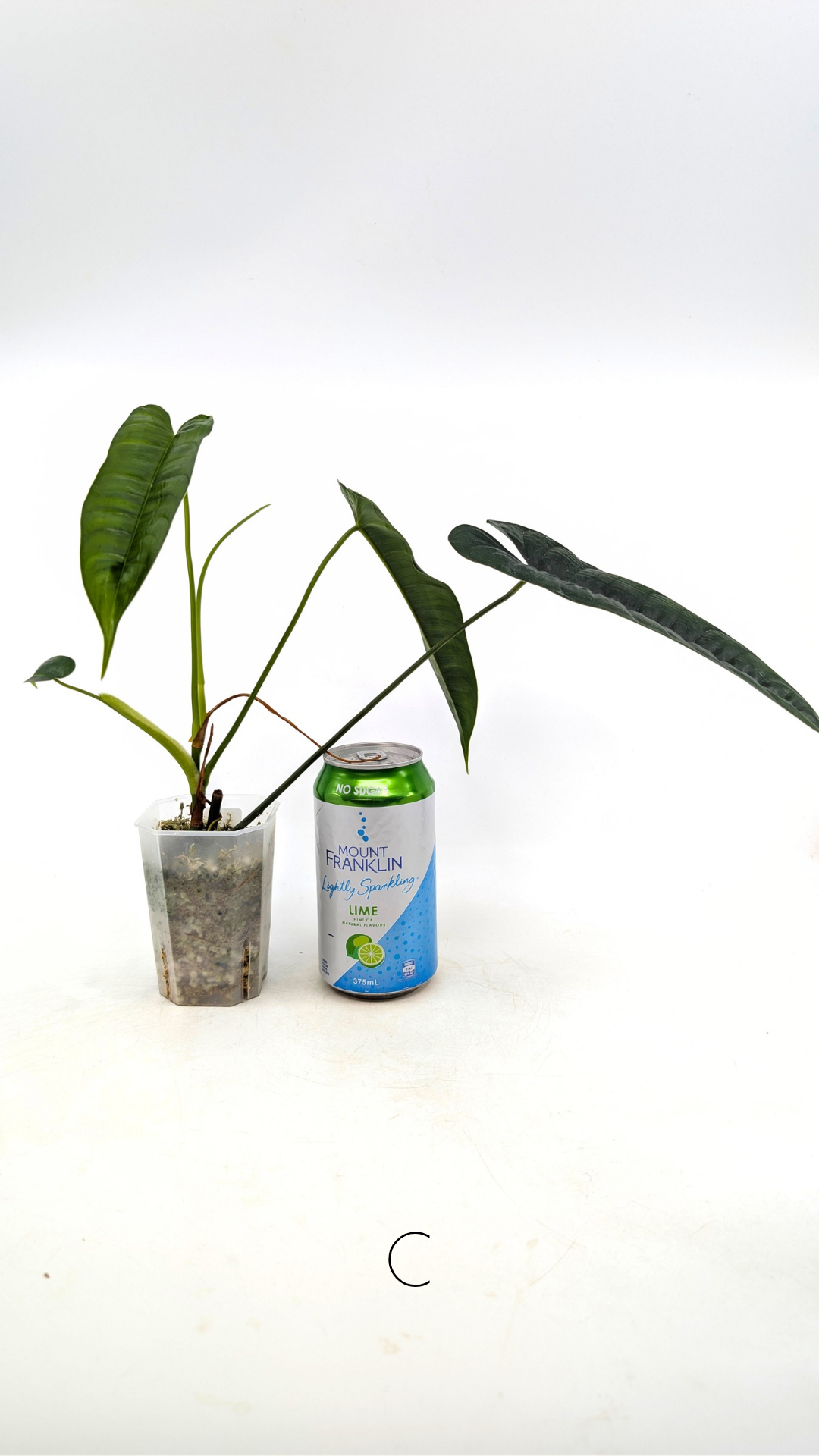 Rare indoor plant Philodendron Felix available for sale at rare house plant shop The Leaf Gallery in Perth, Western Australia