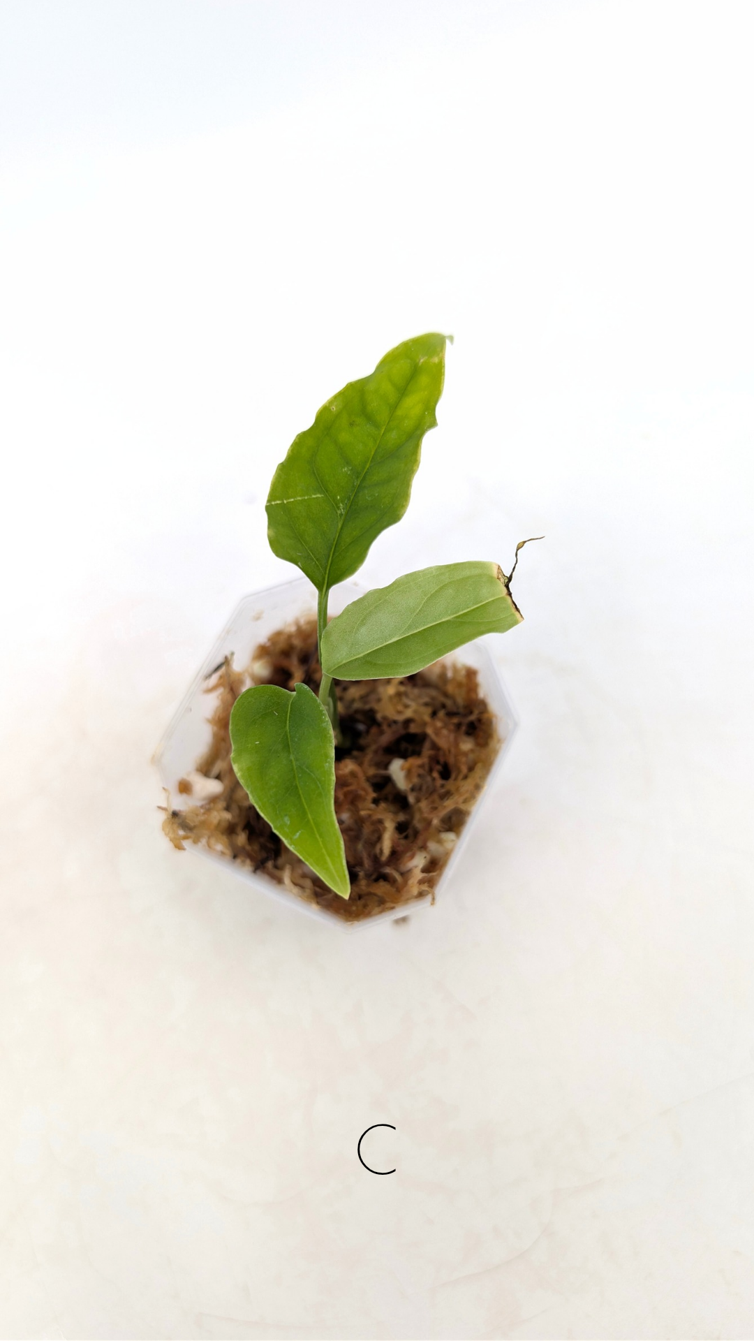 Rare indoor plant Monstera Obliqua Peru available for sale at rare house plant shop The Leaf Gallery in Perth, Western Australia