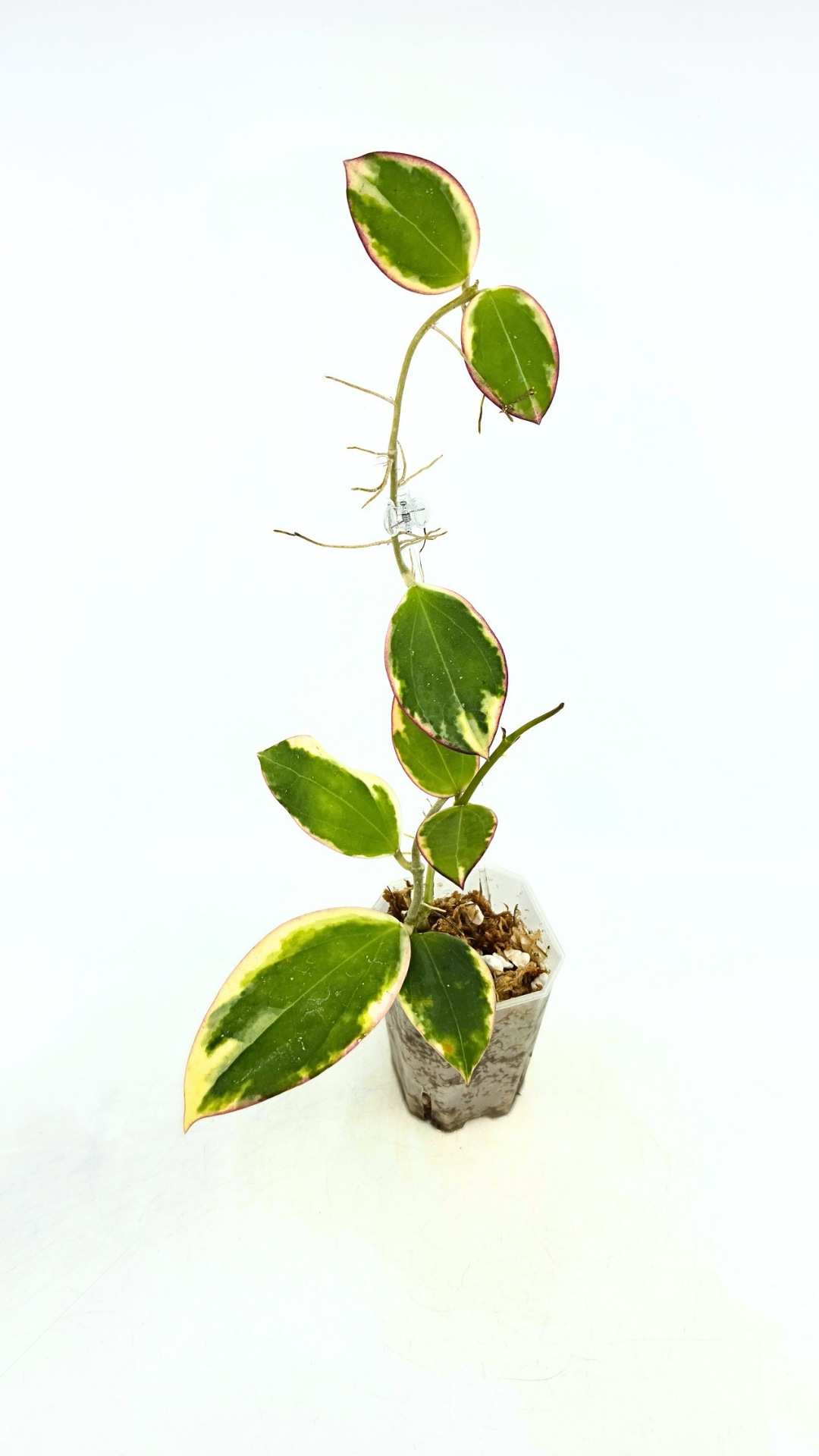 Rare waxplant Hoya sp Para Albomarginata available for sale at rare indoor plant shop The Leaf Gallery in Perth, Western Australia
